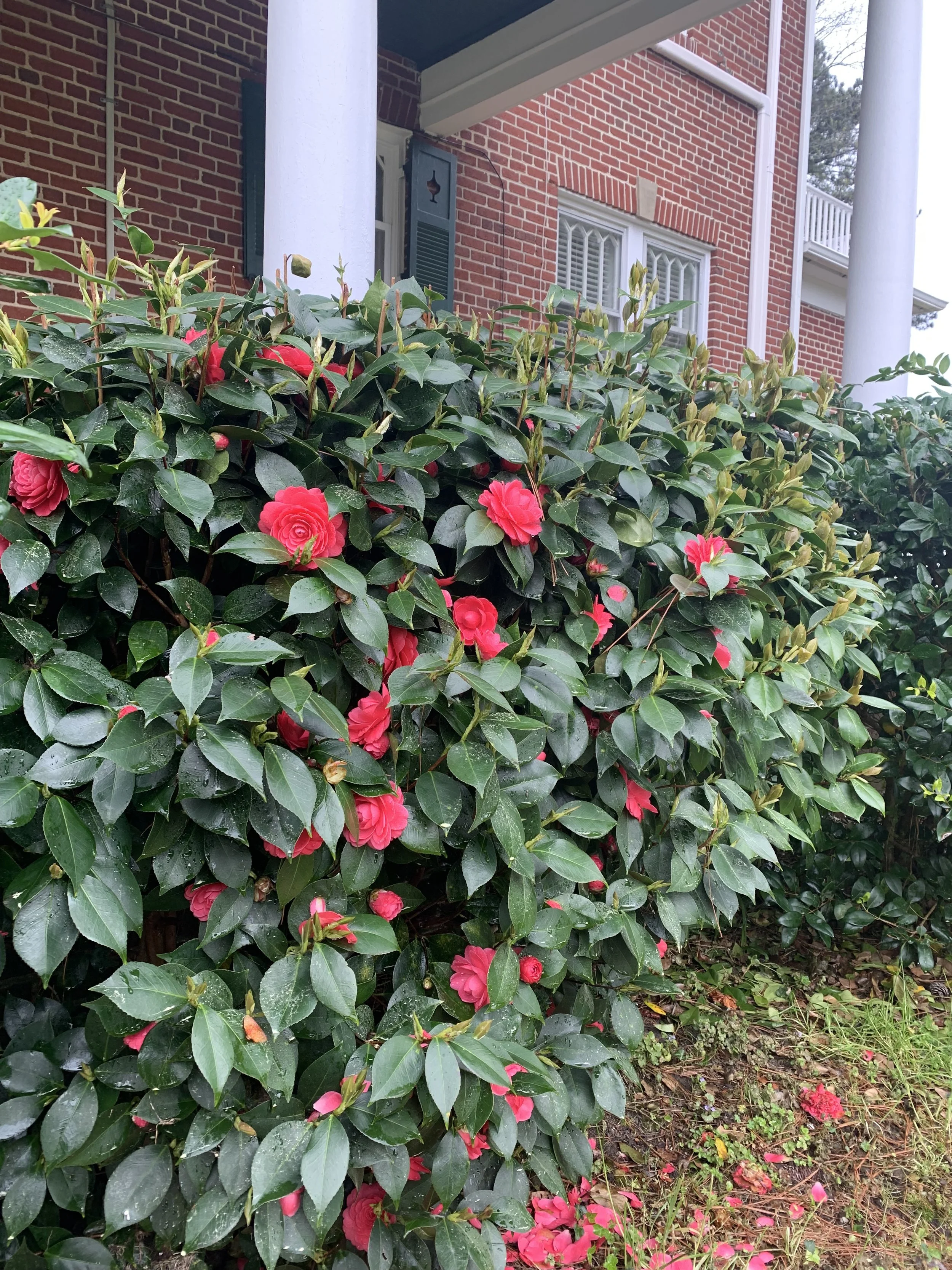 Blooming camellias next to the house