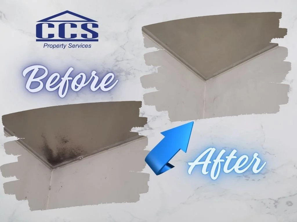 Before &amp; After – Mold Removal in Action 