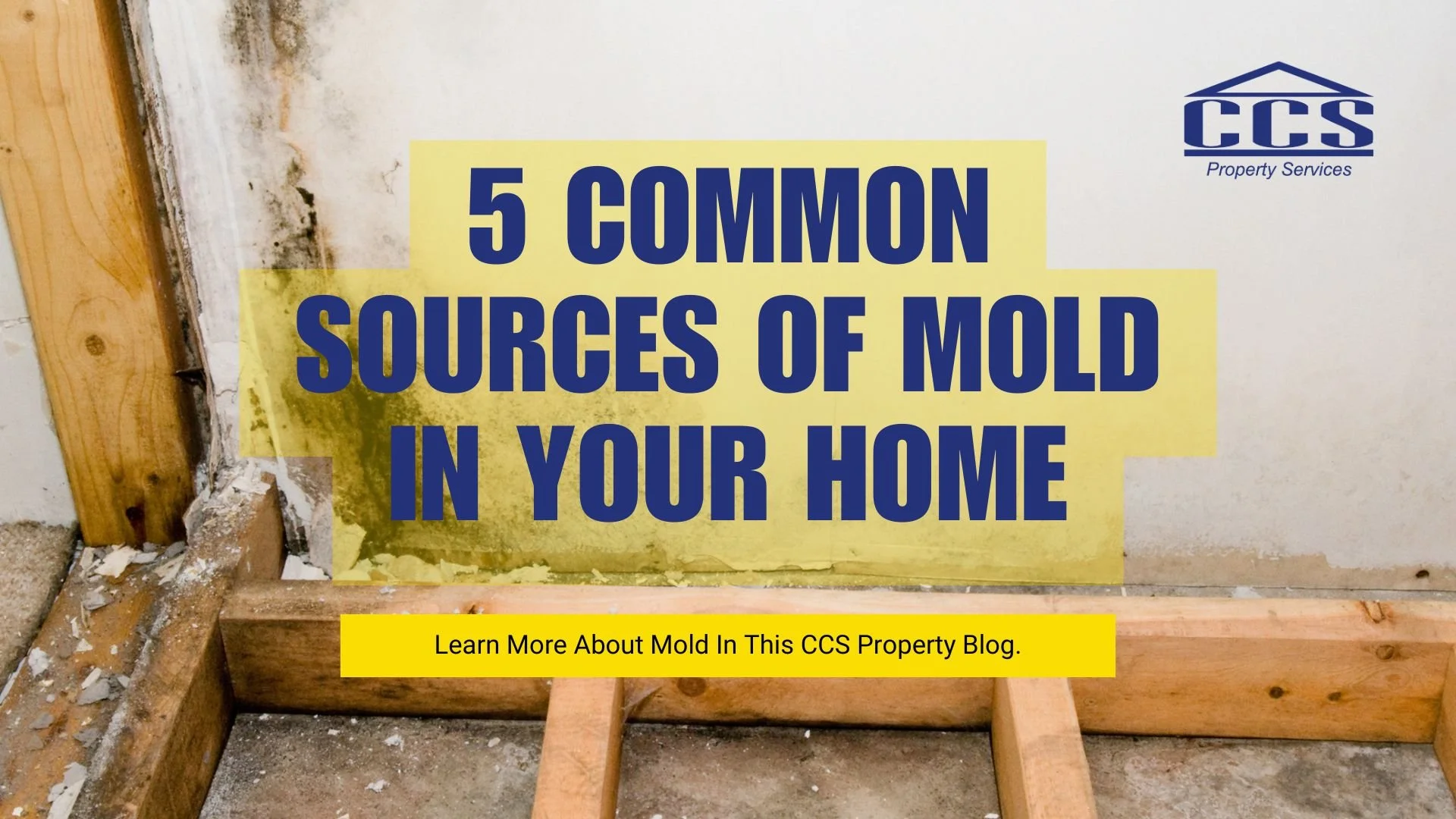 5 Common Sources of Excess Indoor Moisture—and How to Prevent Mold in Your Home
