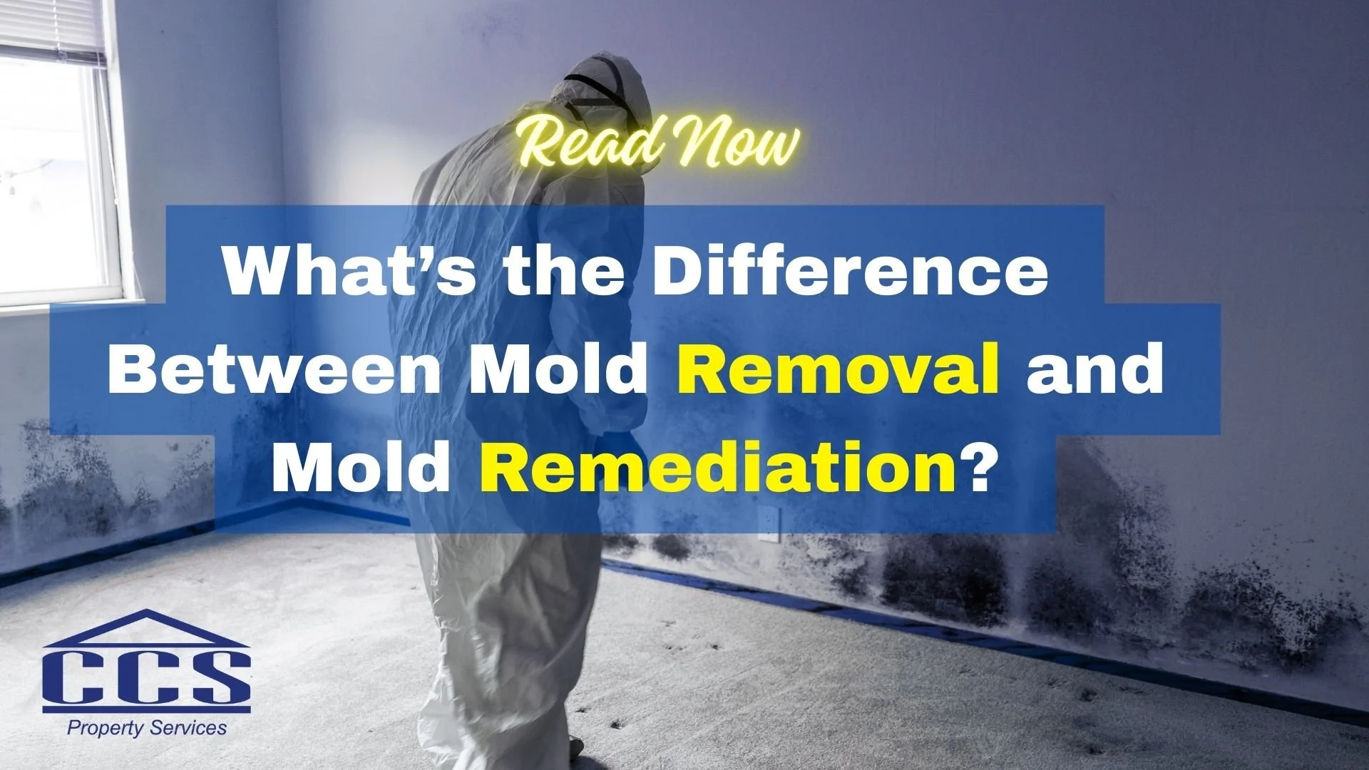 What’s the Difference Between Mold Removal and Mold Remediation?