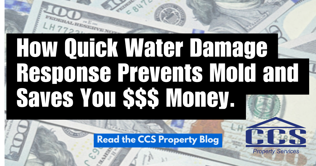 Why Quick Water Damage Response Prevents Mold (and Saves You Money)
