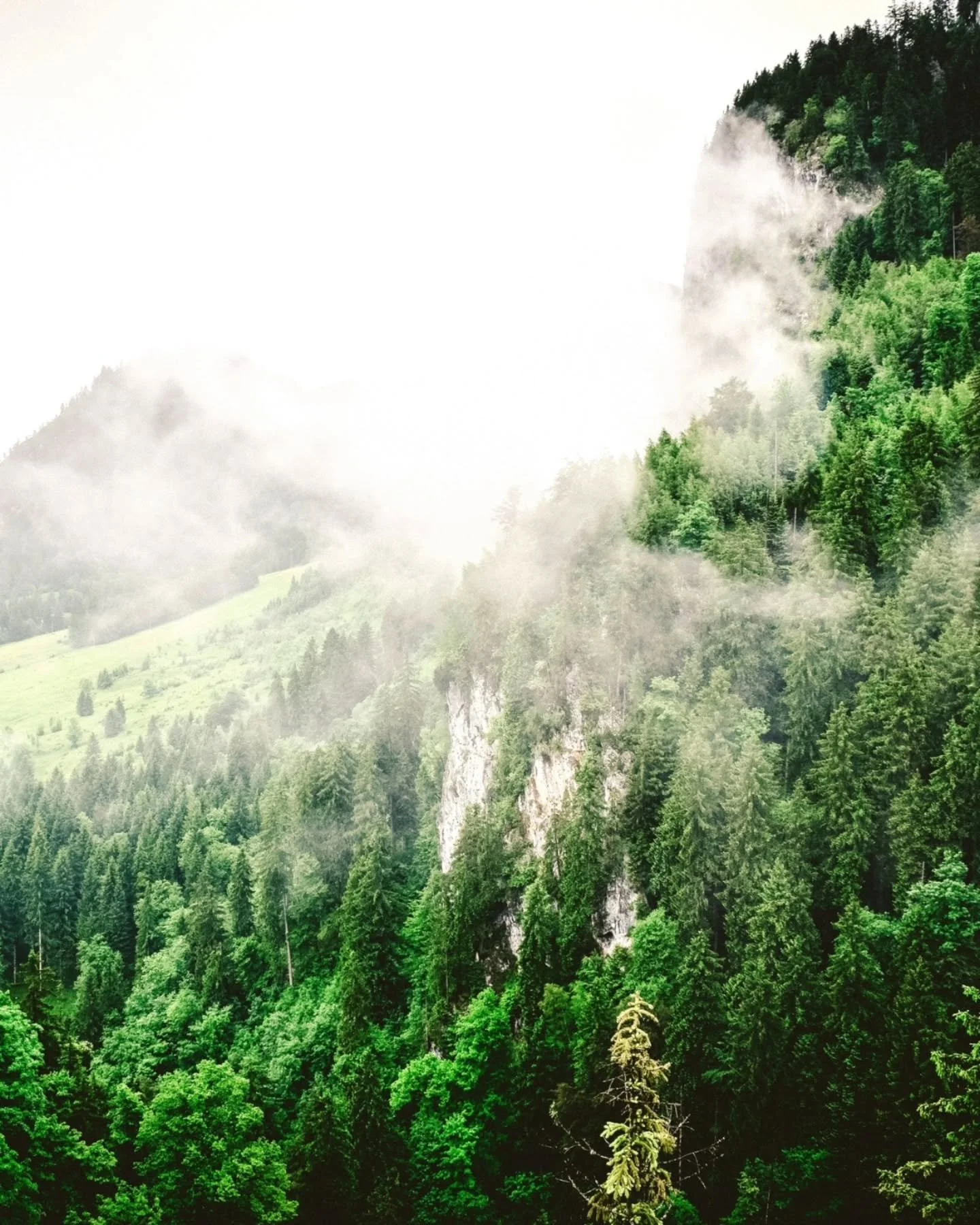 I don't think I'll ever write a story that doesnt have a forest. 😬 sorry not sorry