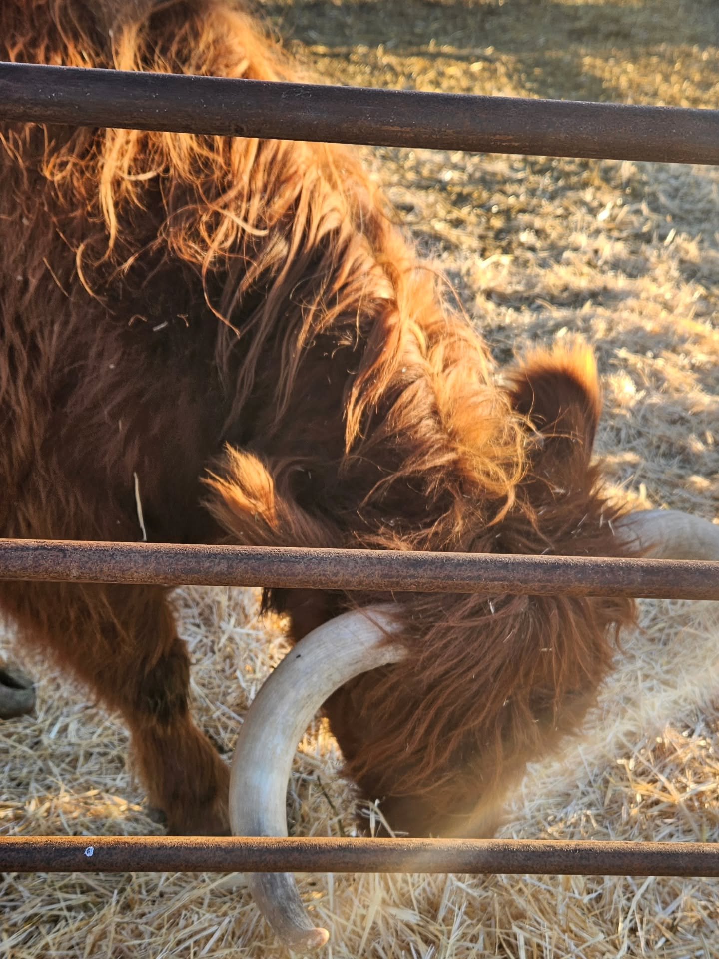 October 2025! Farmstead in Kuna. Already missing Giovanna so much!