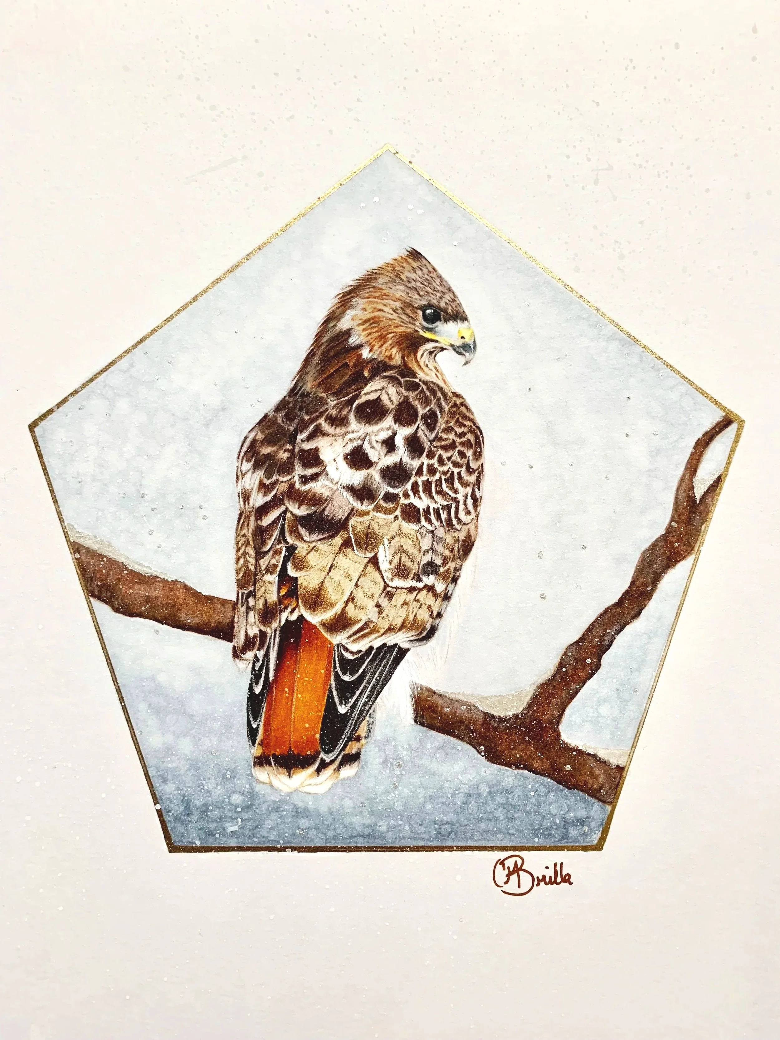 Painting of a hawk perched on a branch, framed in a pentagon shape, with artist's signature 'Brilla' at the bottom