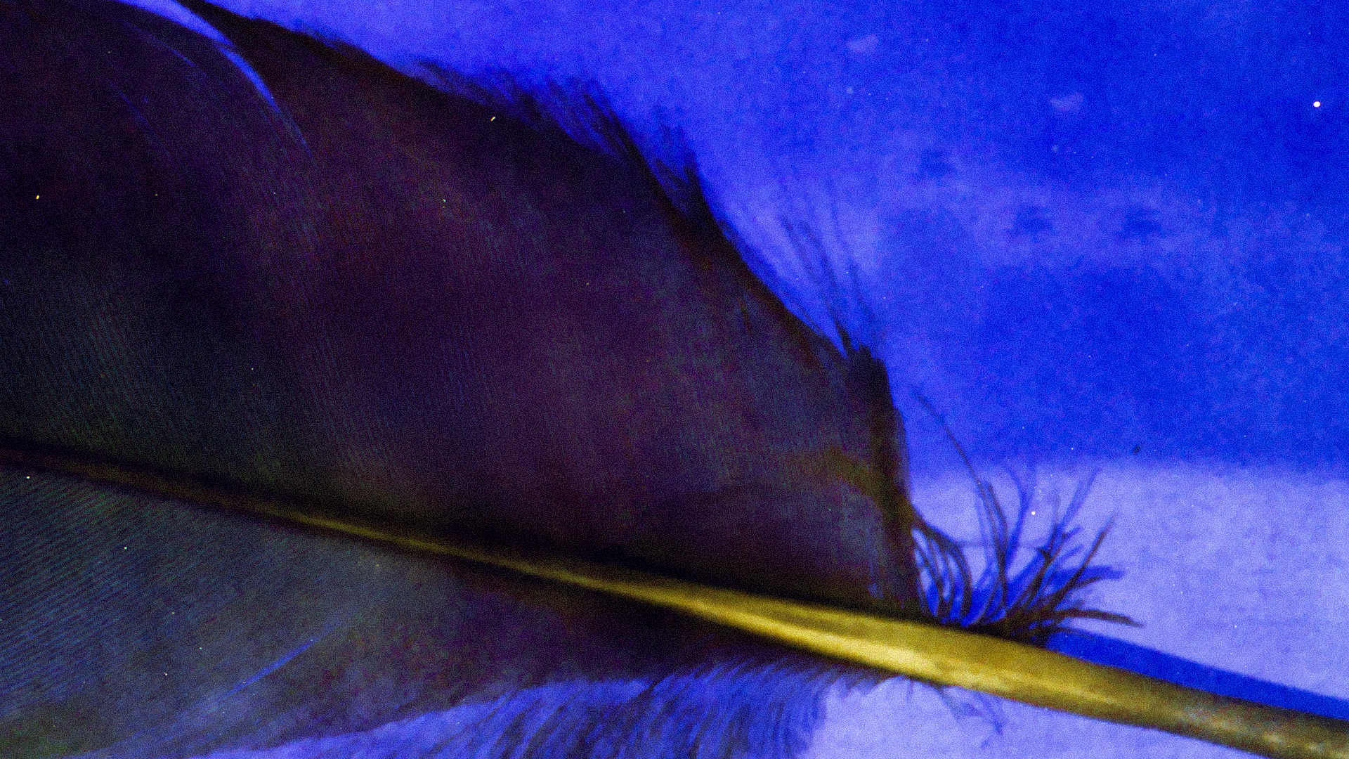 Carla Boregas apresenta Pena ao Mar Quarteto