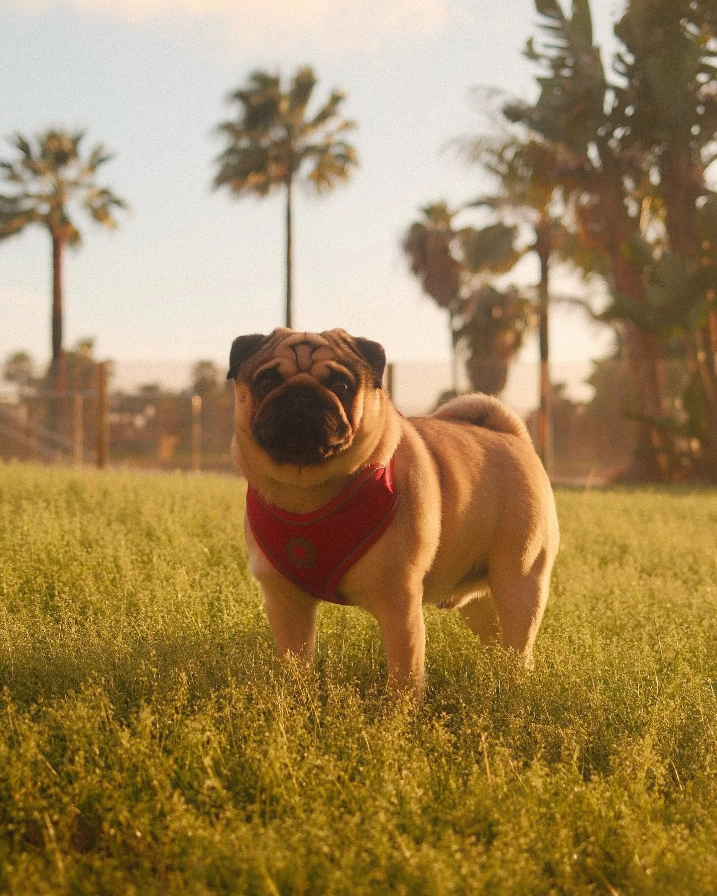 Simplemente LO AMO! Mi compa&ntilde;ero de aventuras, mi sombra, mi grosso delicado, mi pr&iacute;ncipe, mi powerbank&hellip; y sobre todo el m&aacute;s puro amor de mi vida ❤️ 

#pug #pugoftheday #pugloversclub