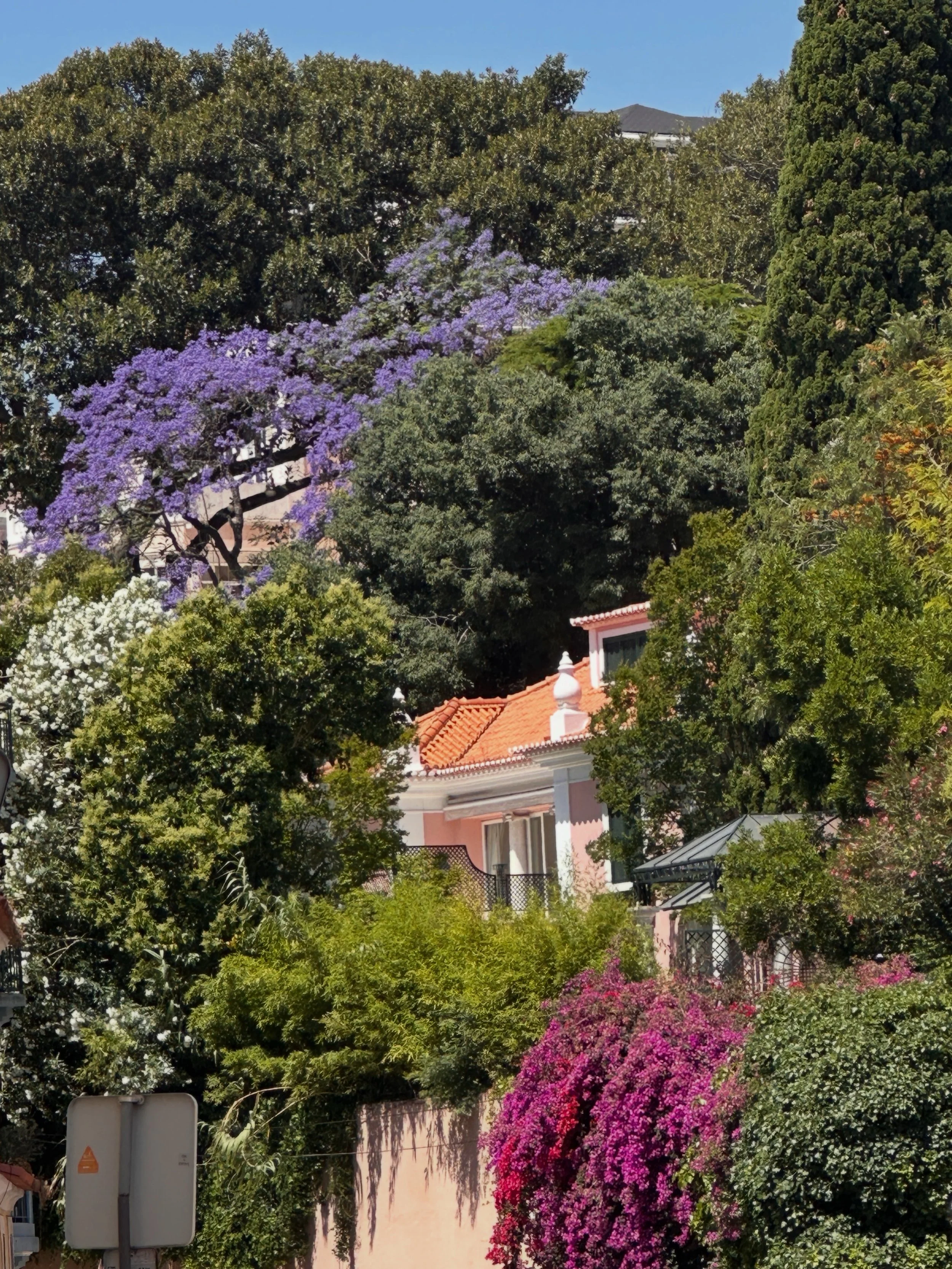 Summer is coming into bloom around Lisbon. 😍🩷✨