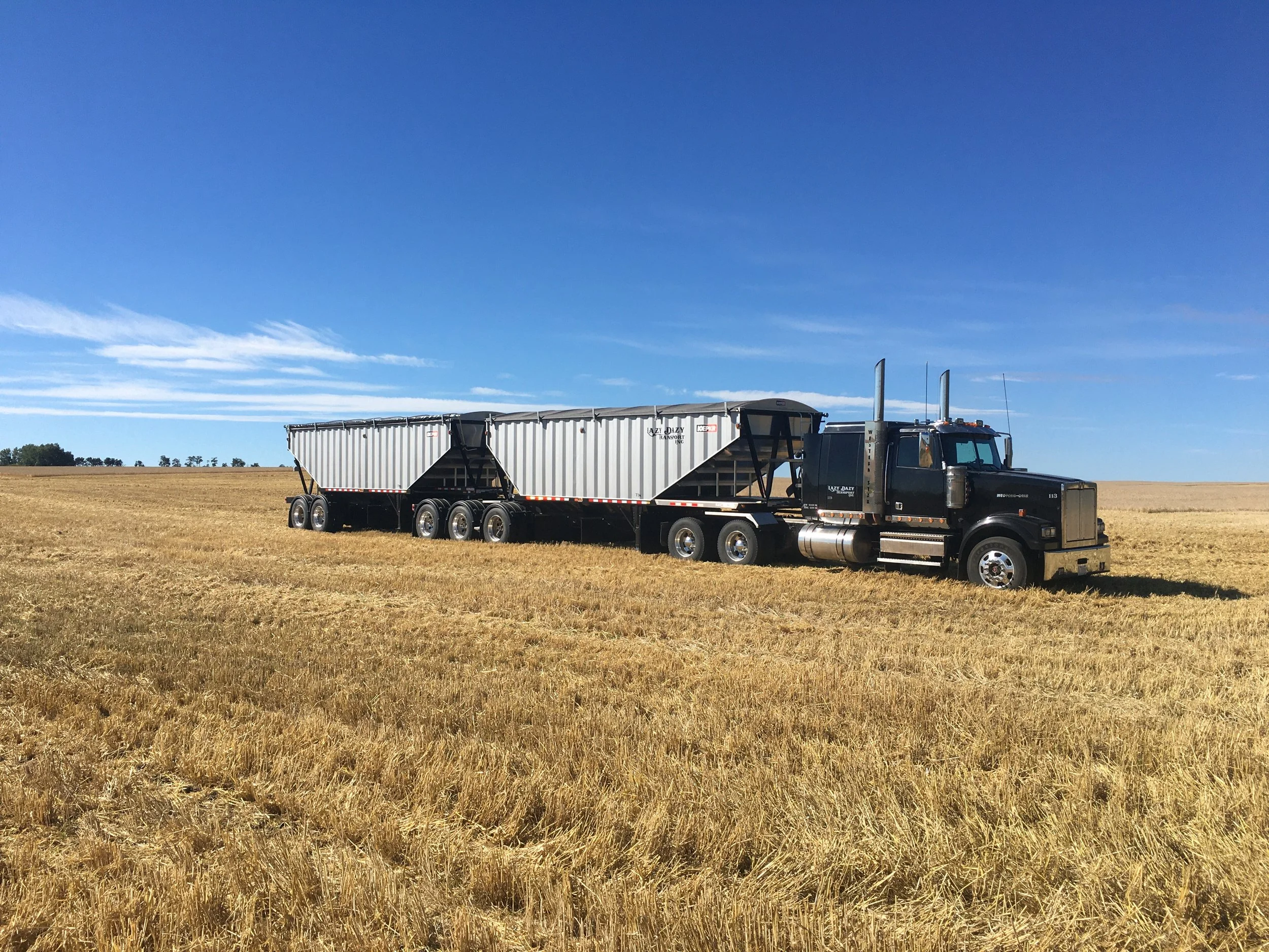 A large black semi-truck with silver trailers parked in a vast golden wheat field under a blue sky with scattered clouds.
