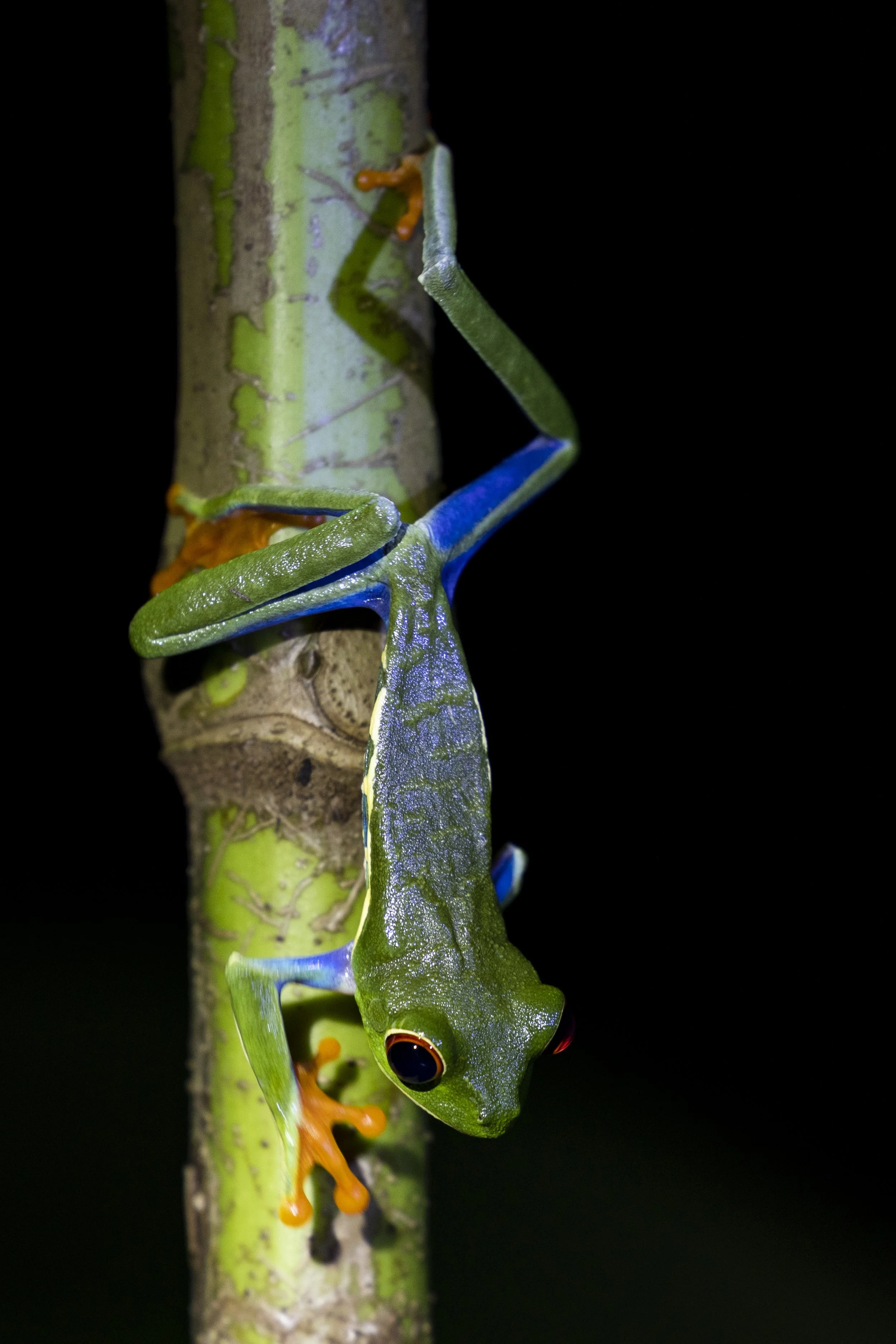 A red-eyed tree frog climbs down a stick of bamboo in La Fortuna, in Costa Rica, May 15, 2023. | Jack Tatham