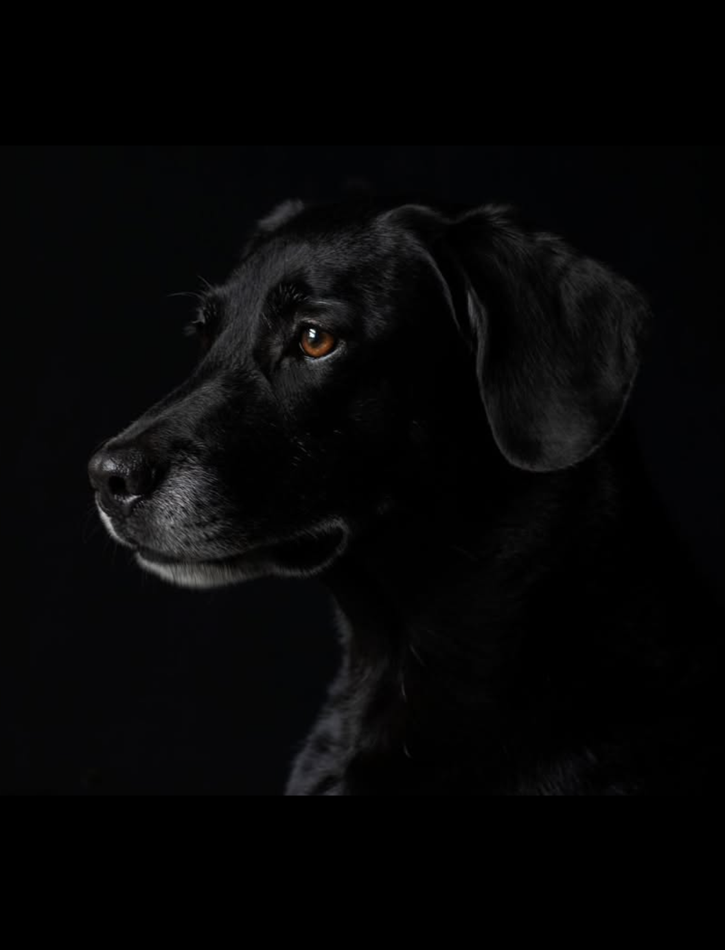 Lola the Labrador Retriever mix looks out of a window in Washington Court House, Ohio, on Saturday, September 17, 2022. | Madeline Lynch