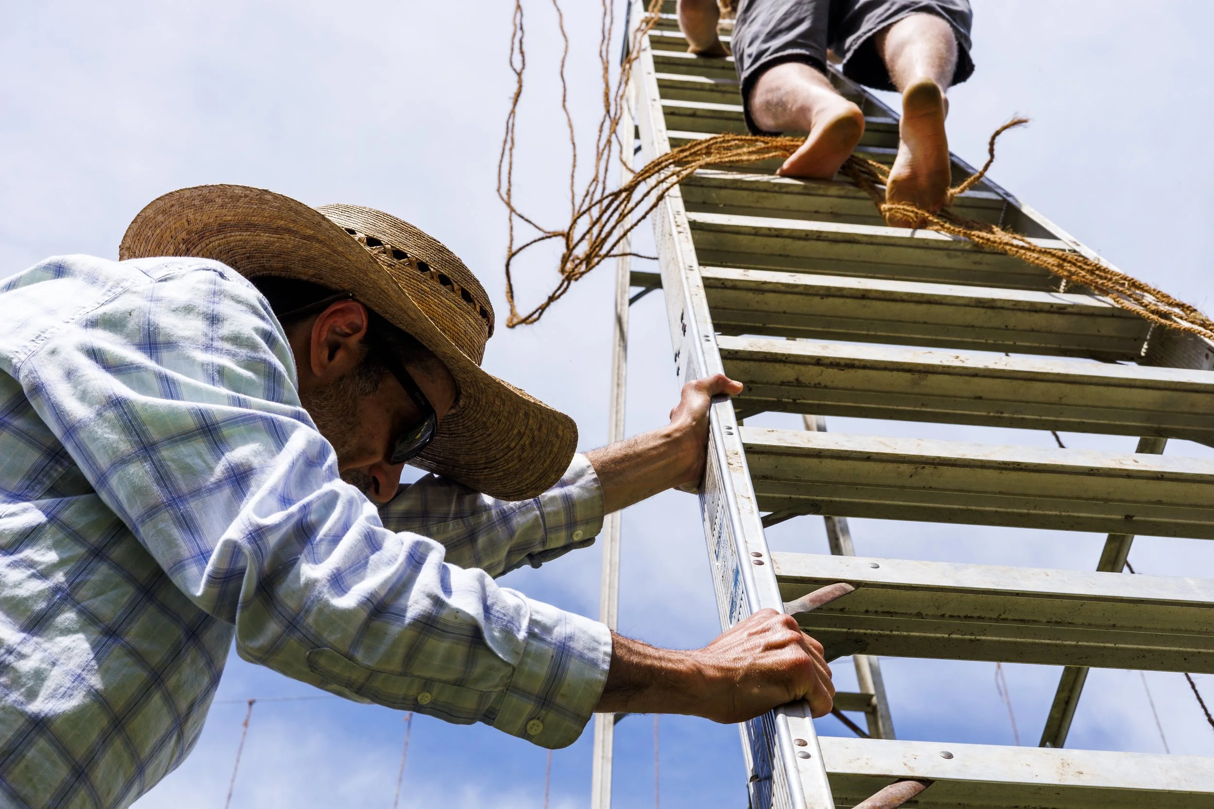 Jason Bailey holds onto a ladder while James Dolan climbs upward to tie new ropes along the trellis system at Morning Dew Hop Farm on April 26,2024, in Albany, Ohio. | Ben Pennington