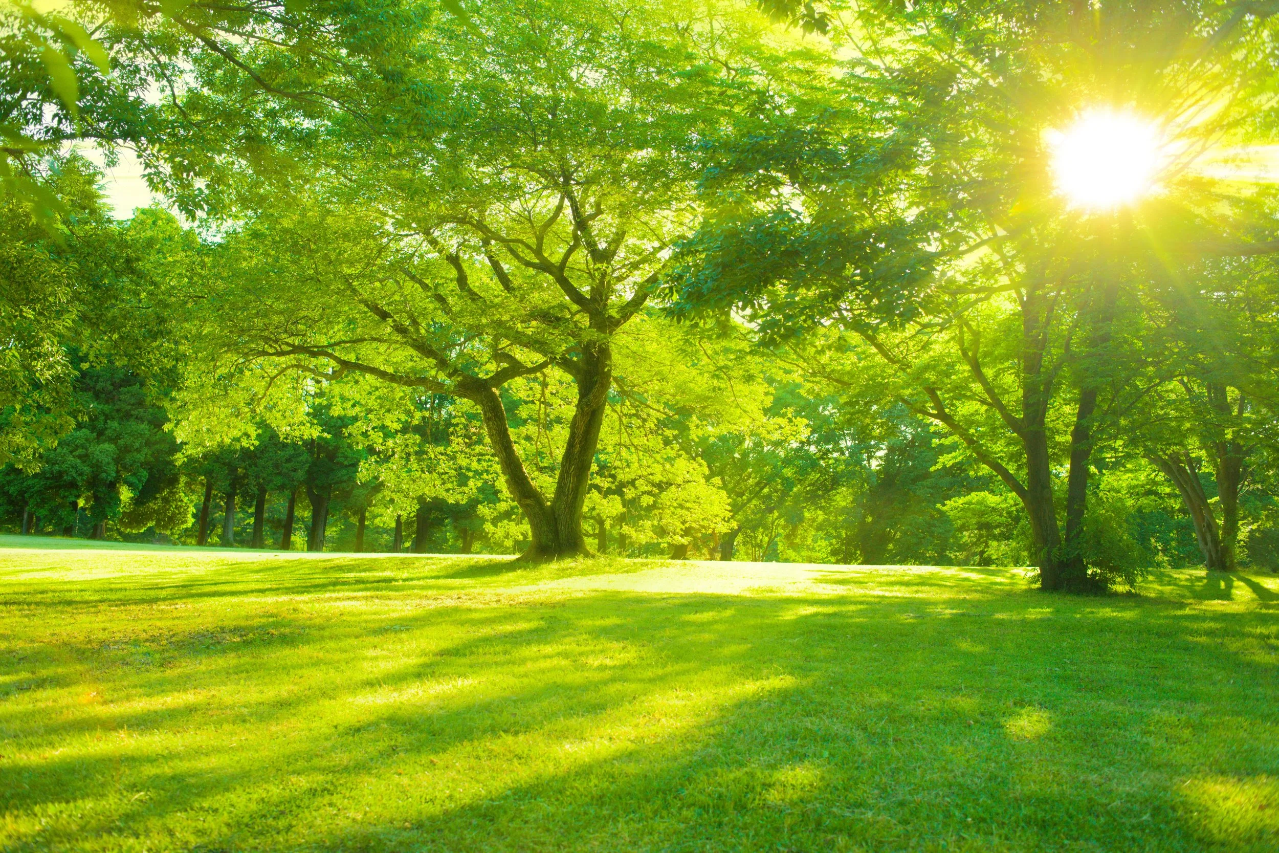 Bright sunlight shining through green trees in a grassy park.