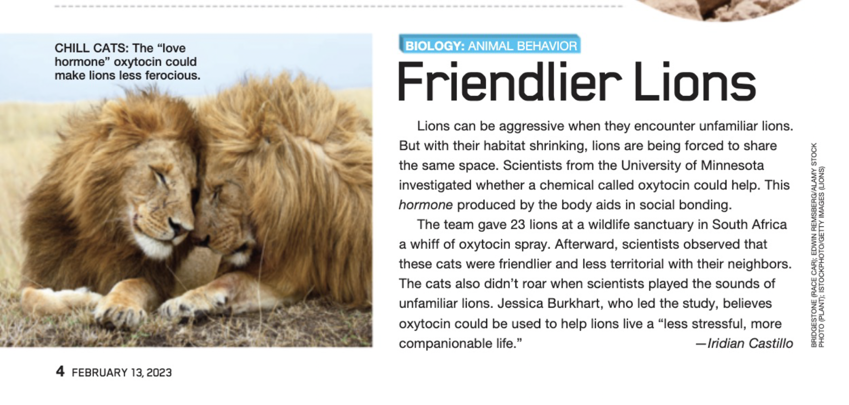 "Friendlier Lions" - Science World, Vol. 79 No. 7
