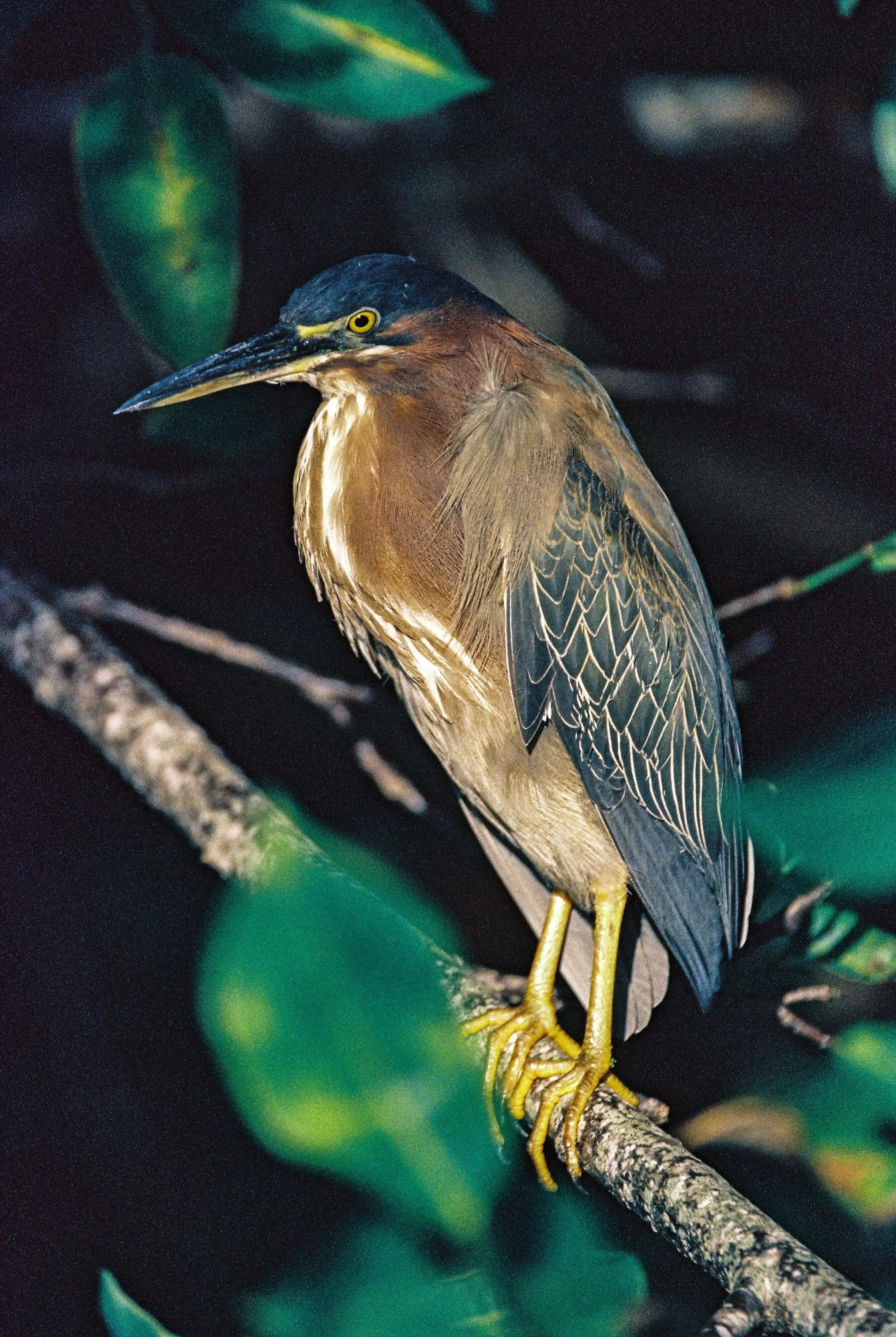 heron.jpg