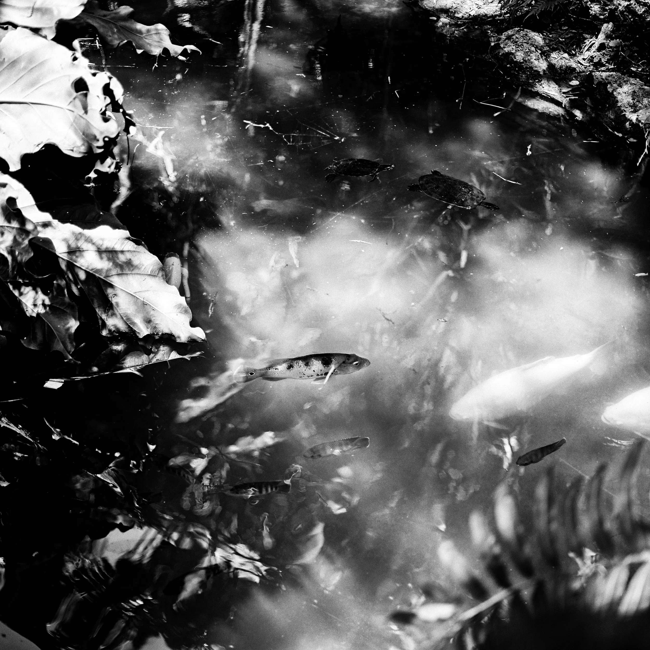 SuspendedInLight_MichelleHuguet.jpg