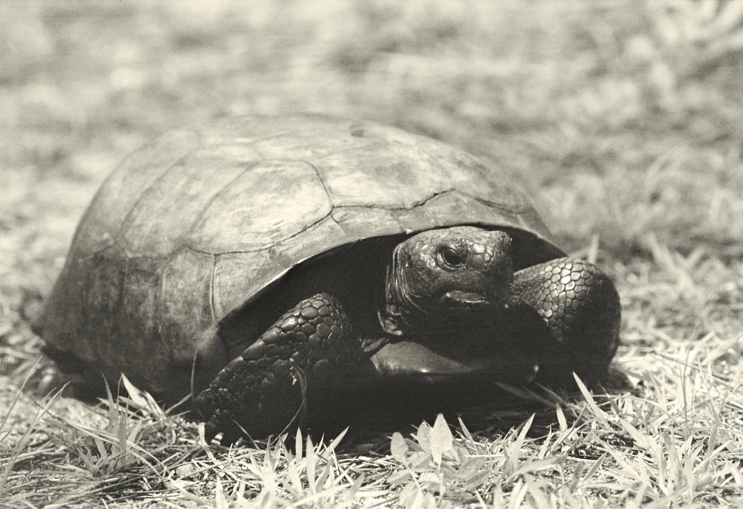 Gopher Tortoise 