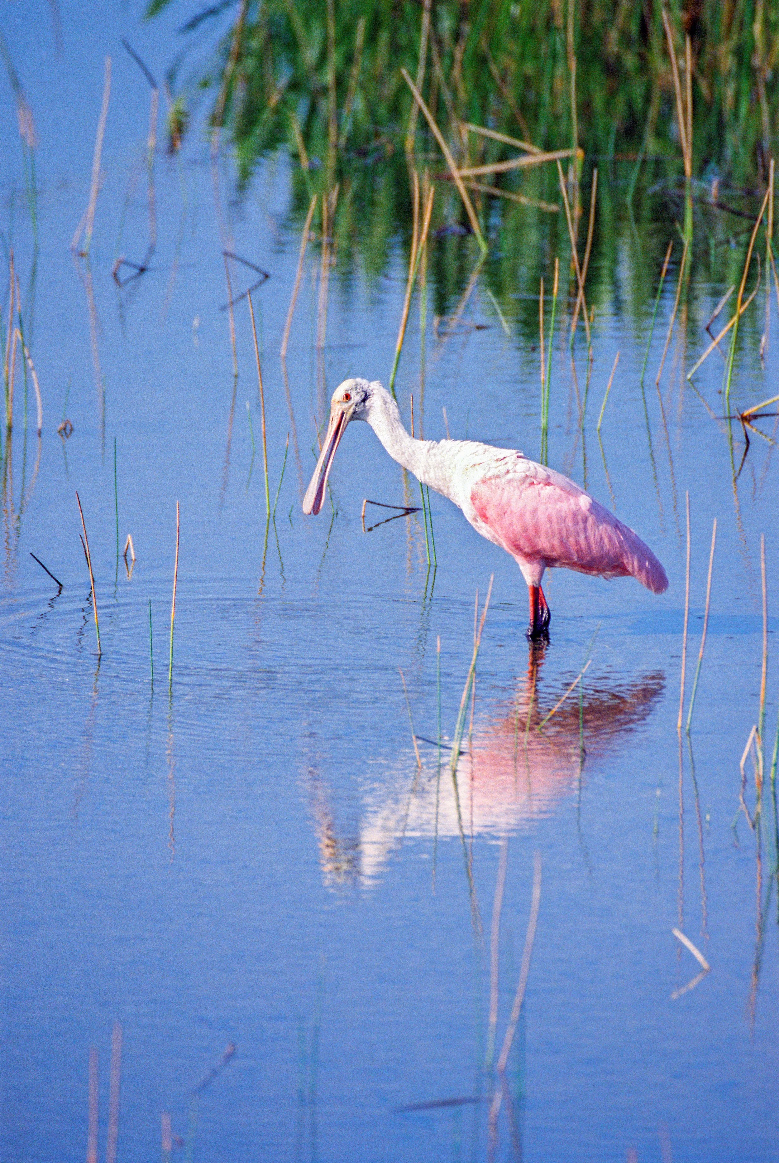 Roseate Spoonbill
