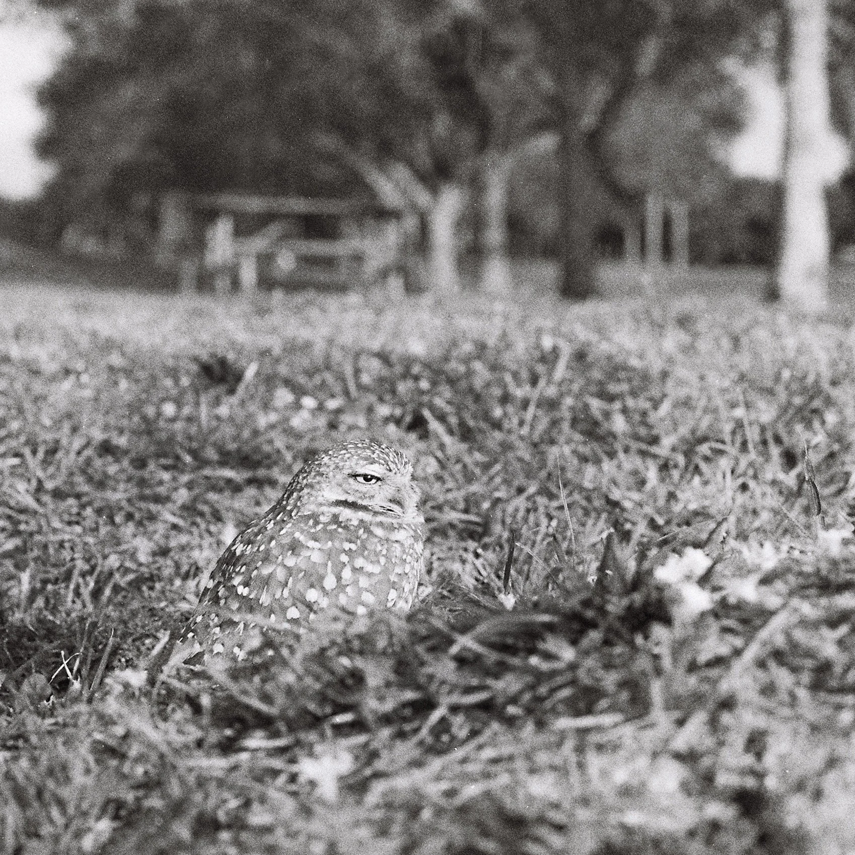 Burrowed Owl
