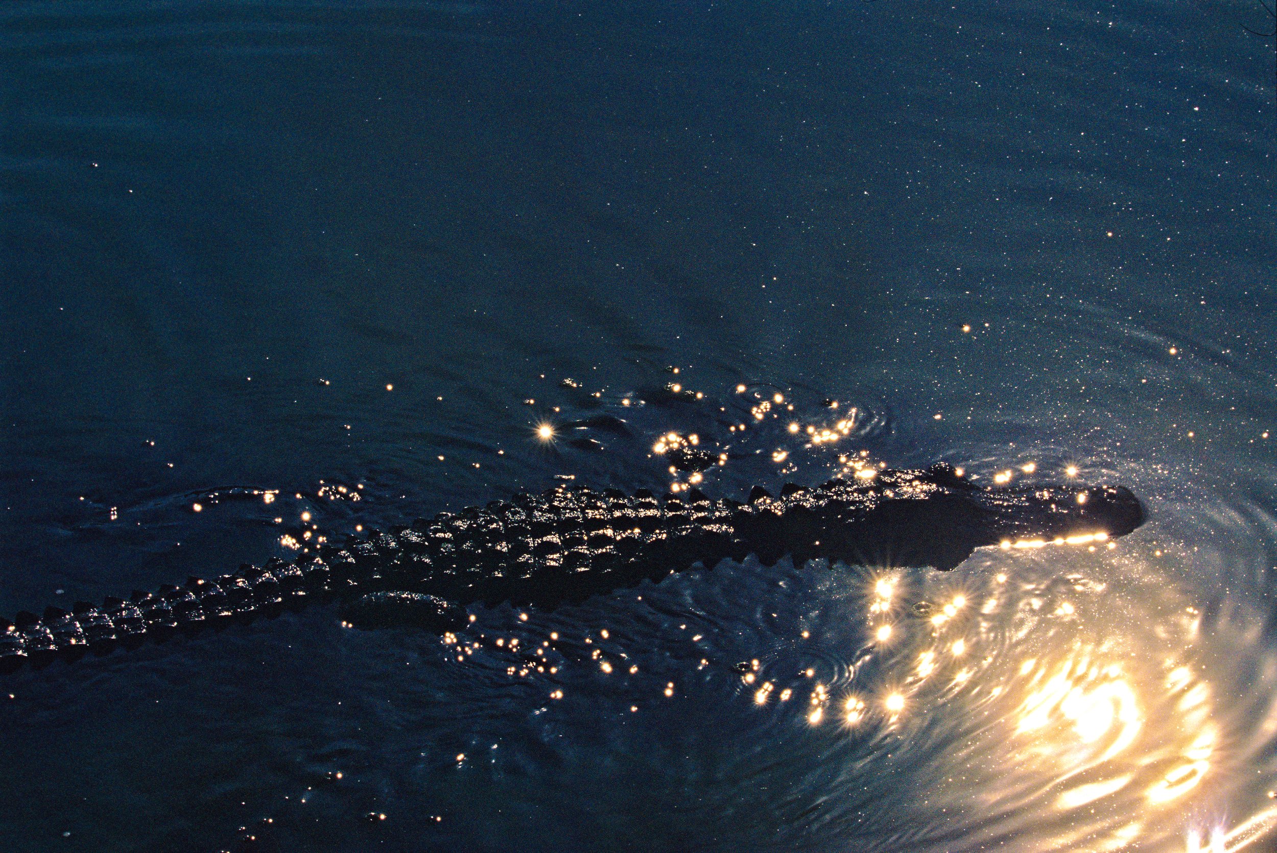Alligator in Fakahatchee 