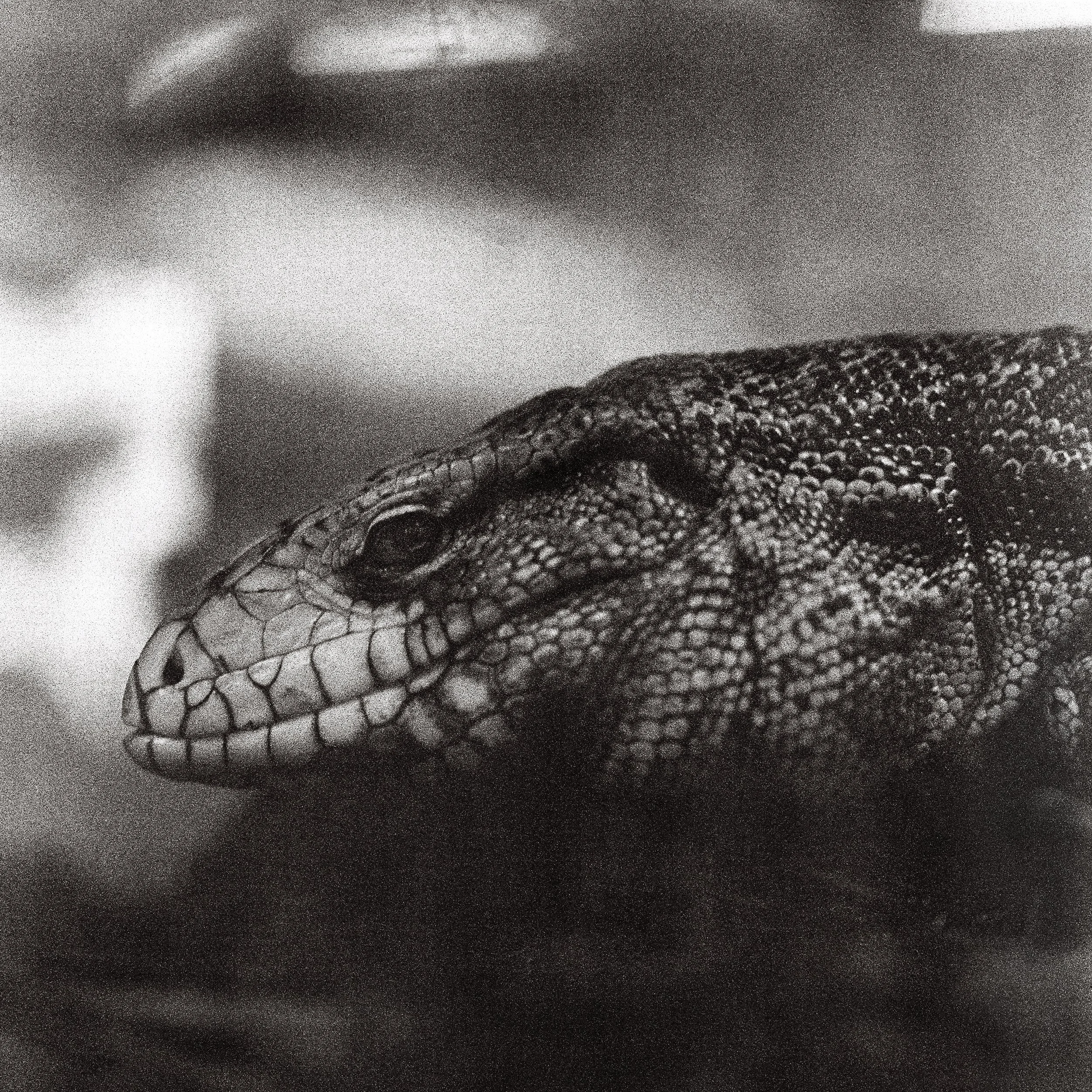 Tegu