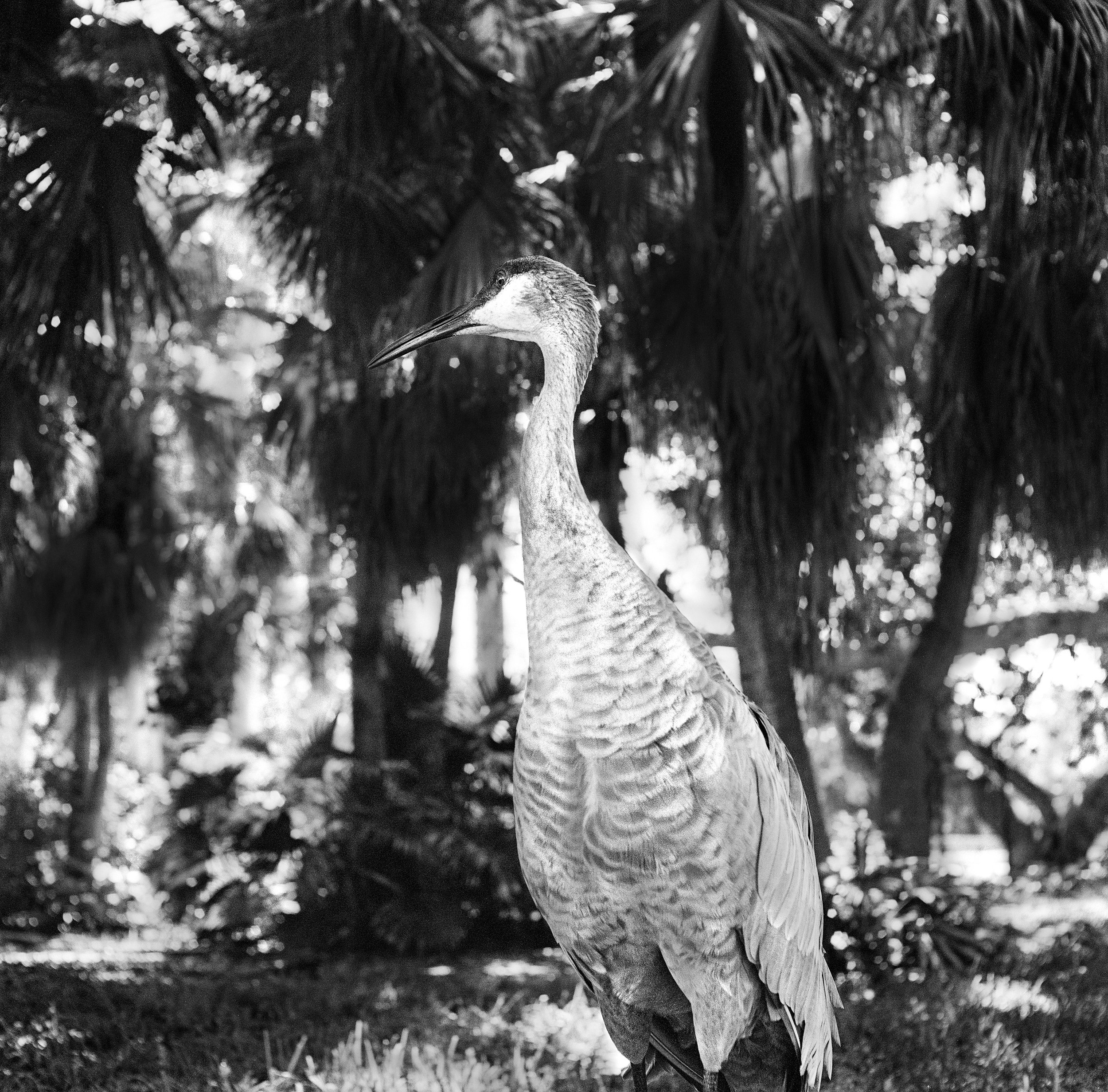 Sandhill Crane