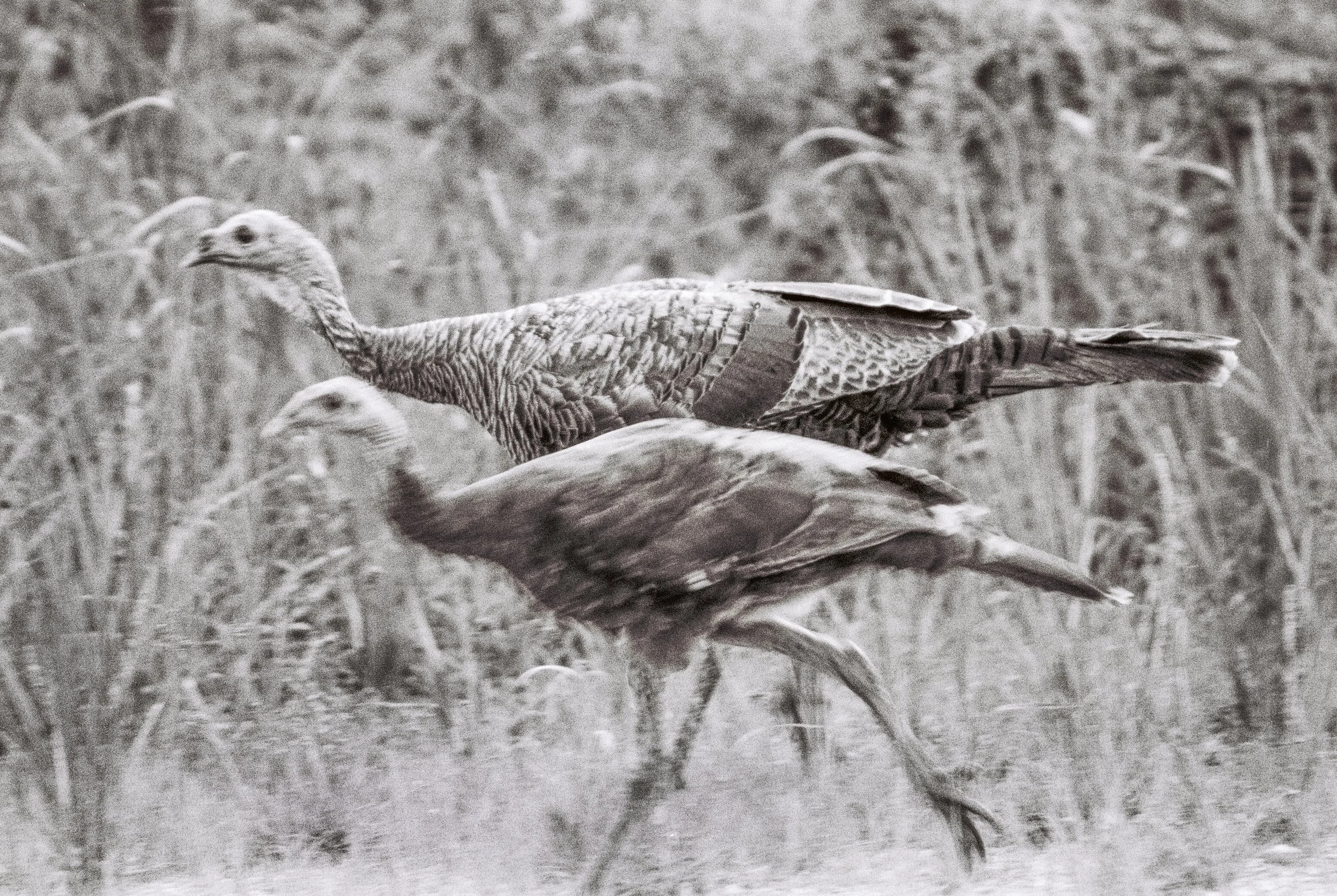 Wild Turkey in Fakahatchee
