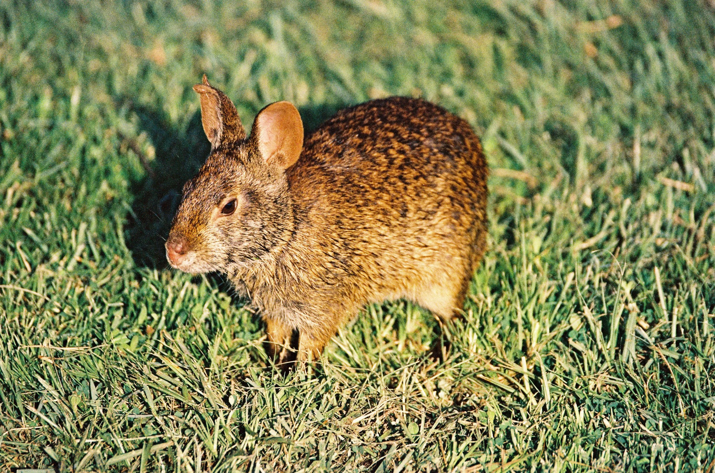 Marsh Rabbit