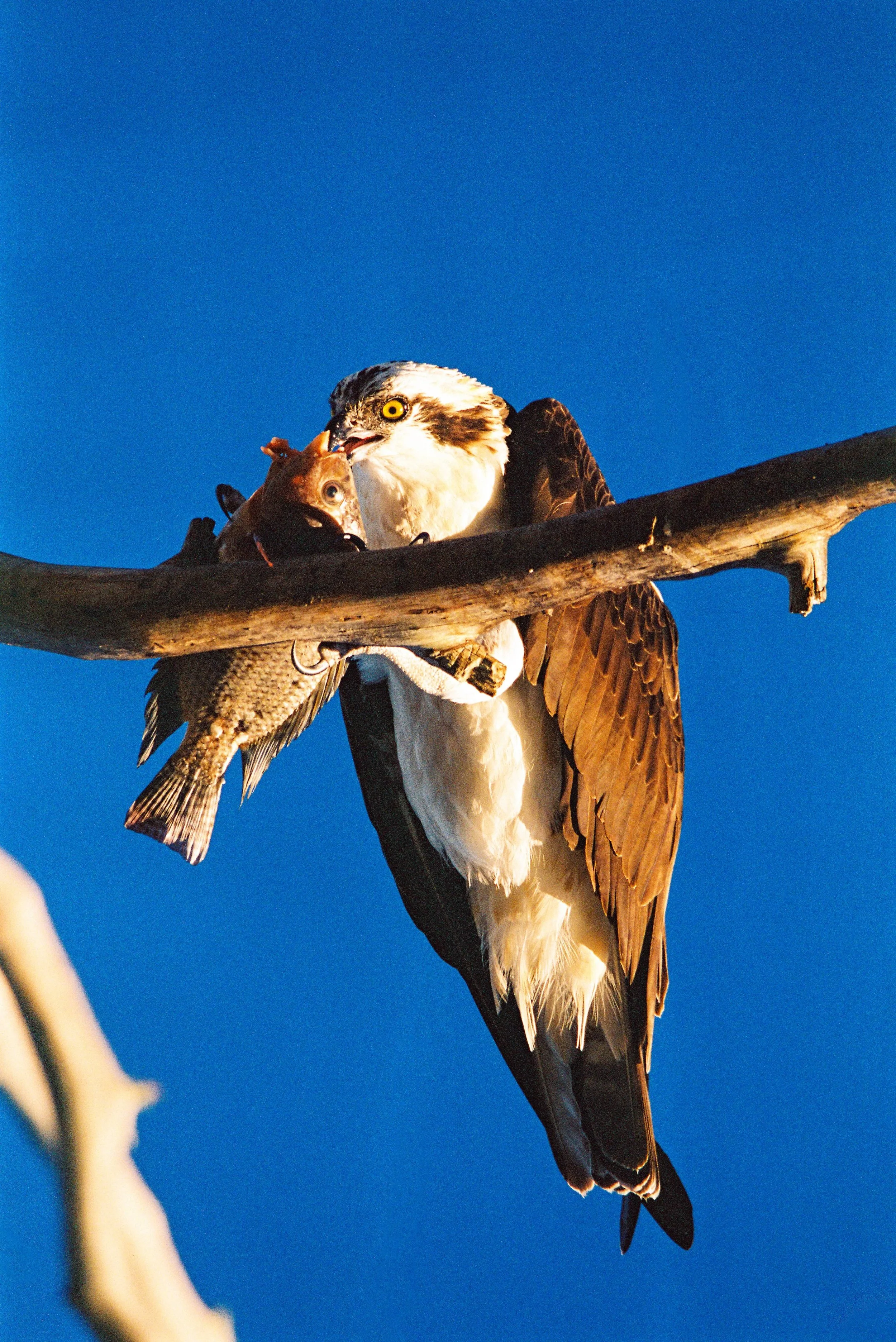 Wildlife