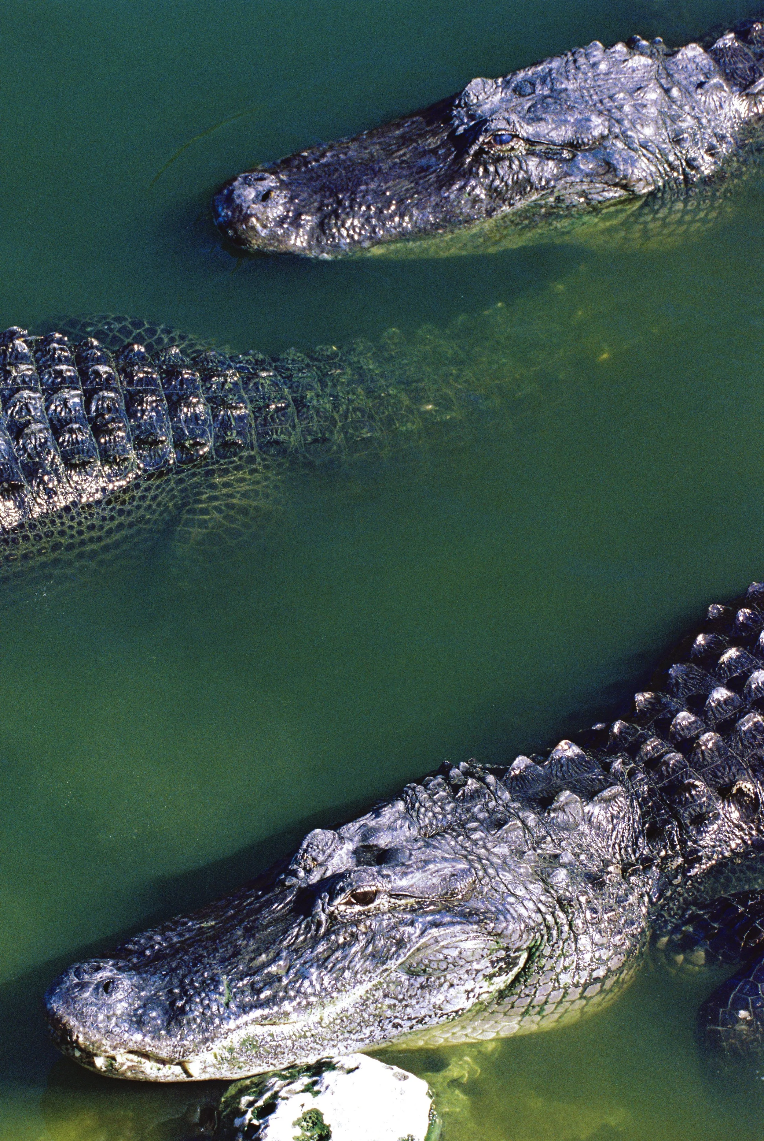 Alligators in Florida