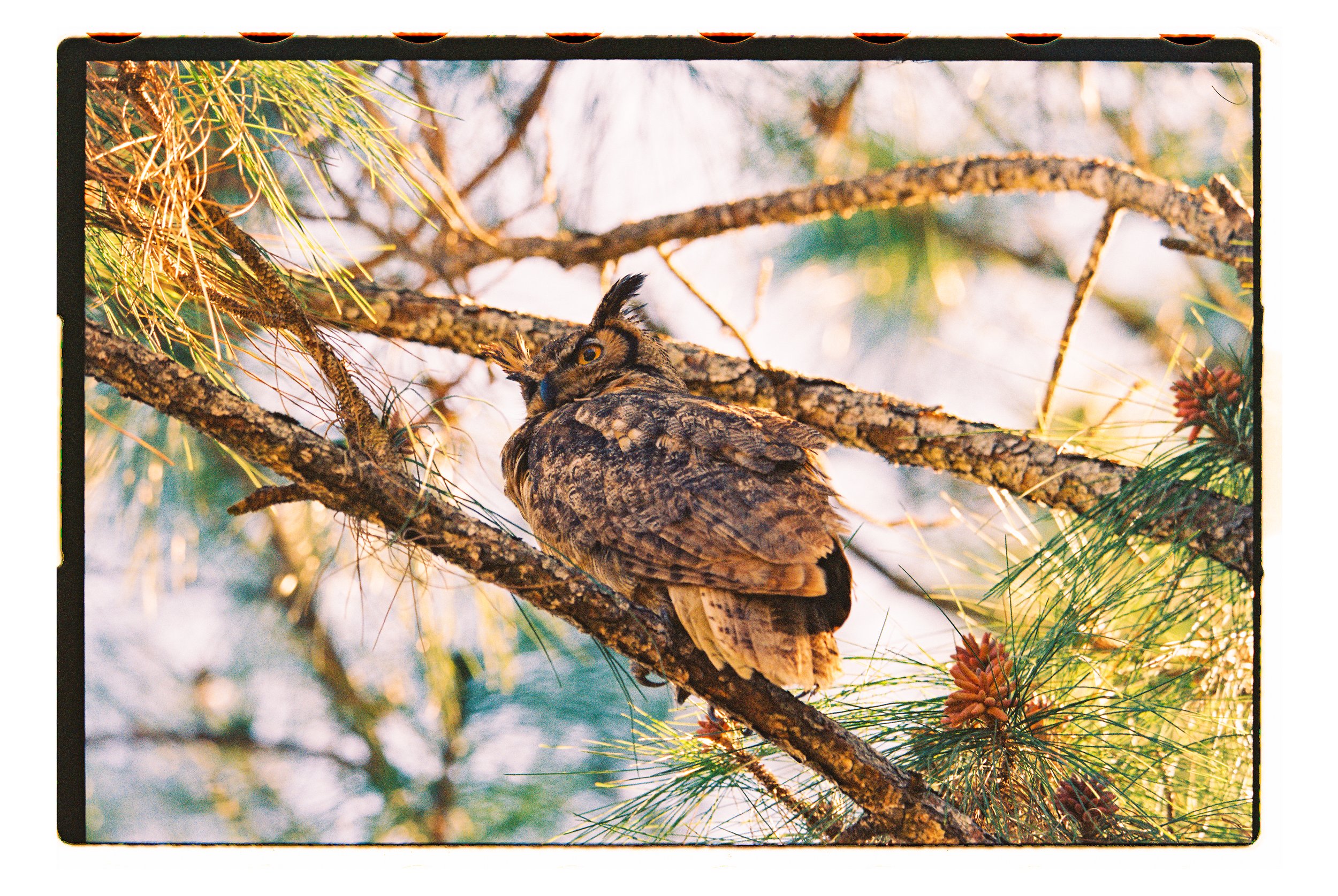 Great Horned Owl