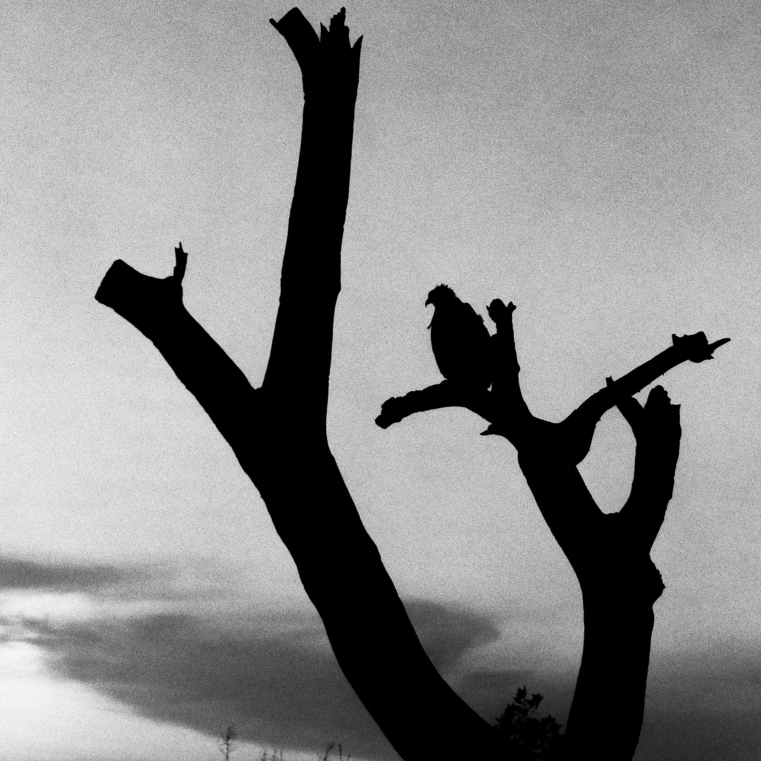Silhouette of an Osprey