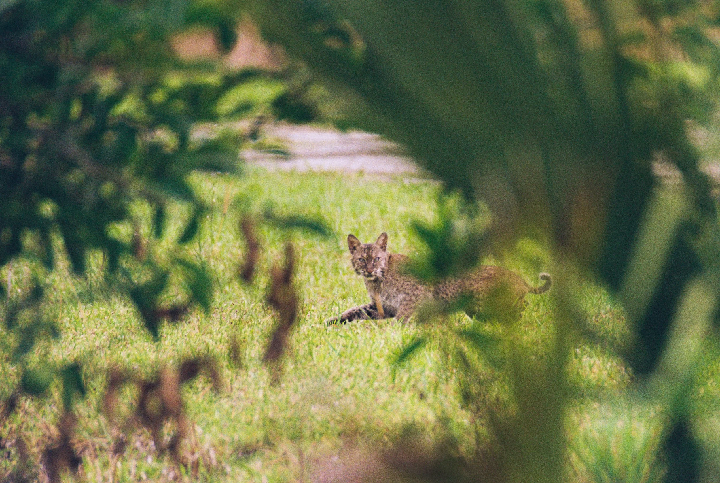 Bobcat 