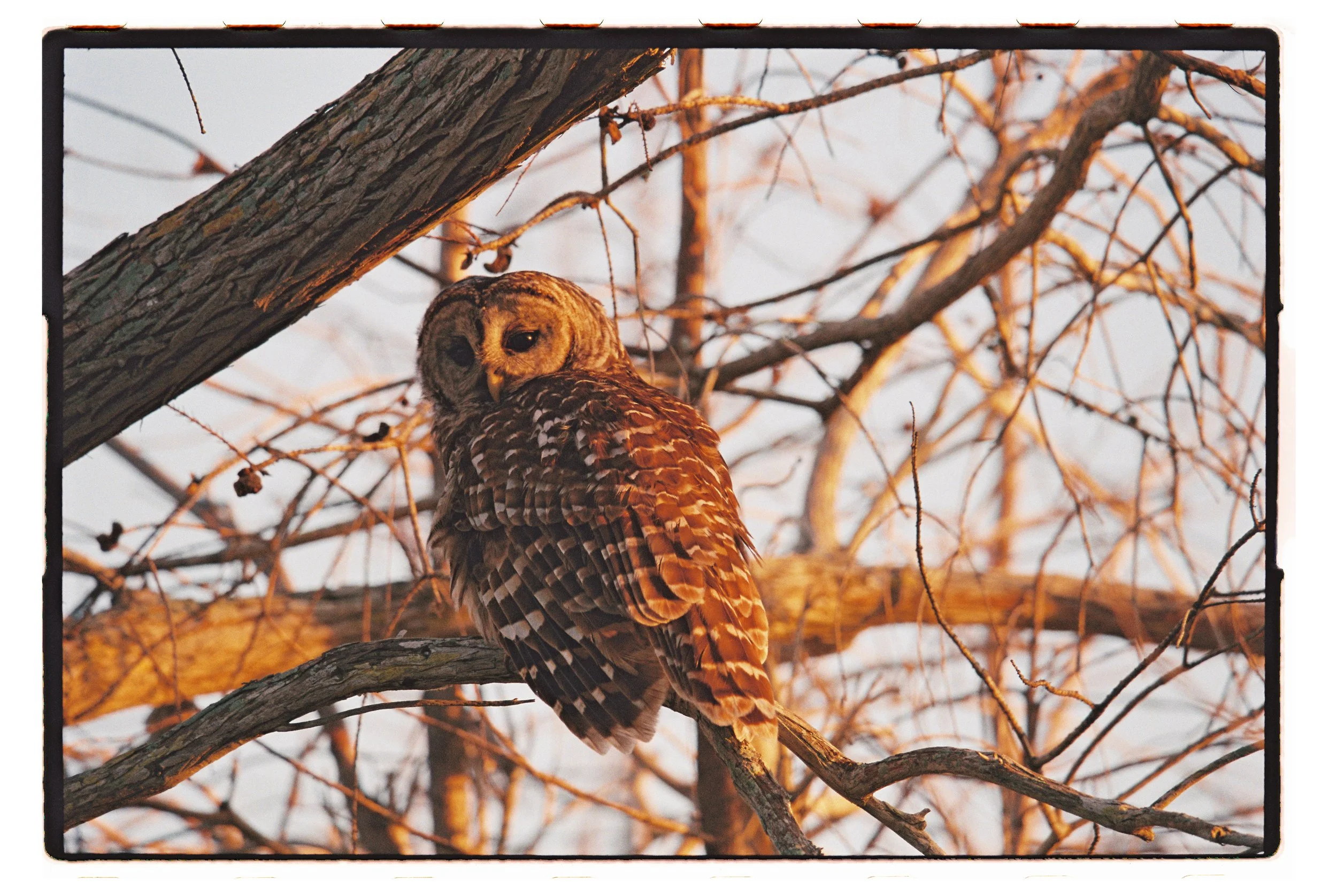 Barred Owl