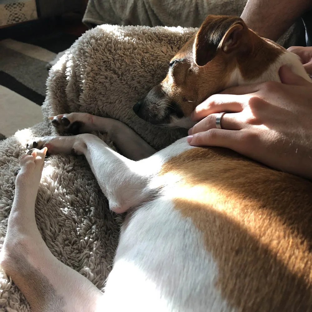 A white and brown dog lying on a sofa in the shadows.