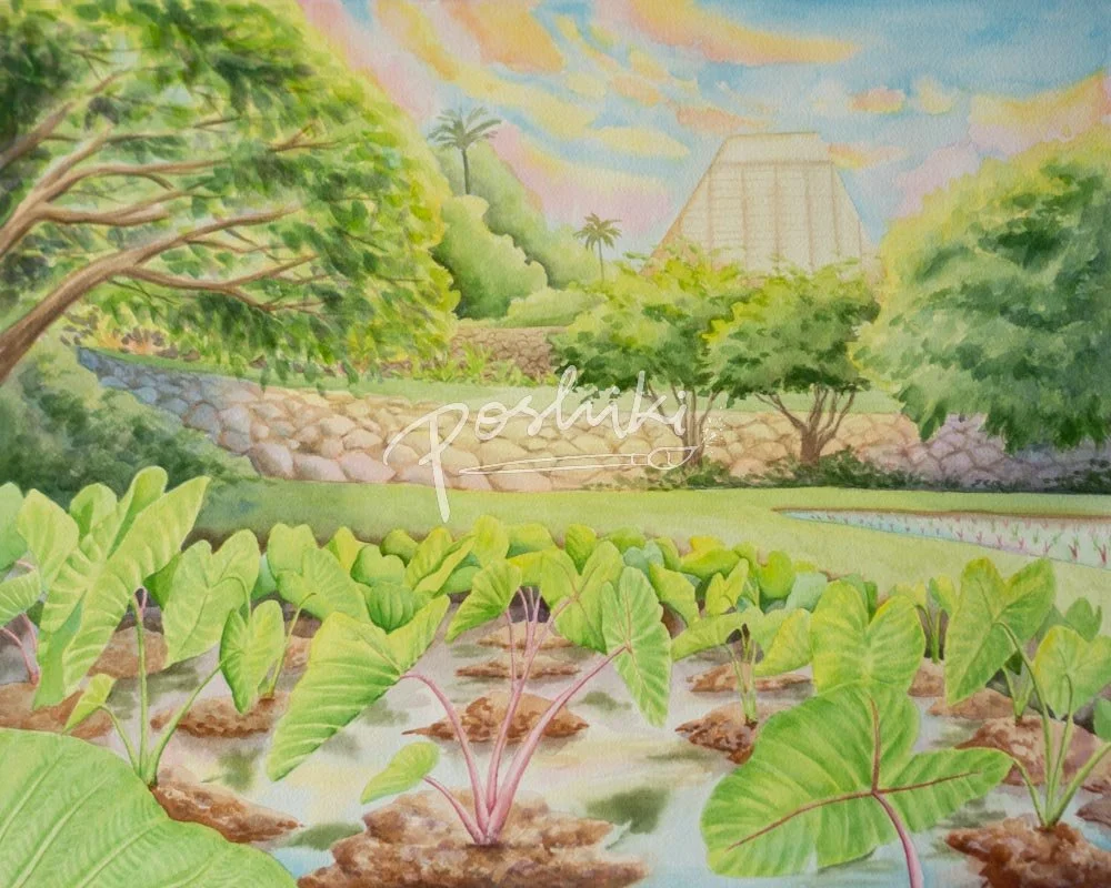 A watercolor painting of newly planted kalo (taro) plants in a loi at the University of Hawaii at Manoa.