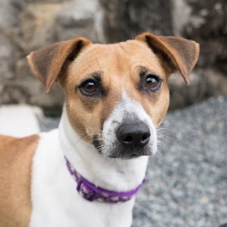 A well-lit headshot of a white and brown dog with a purple collar.