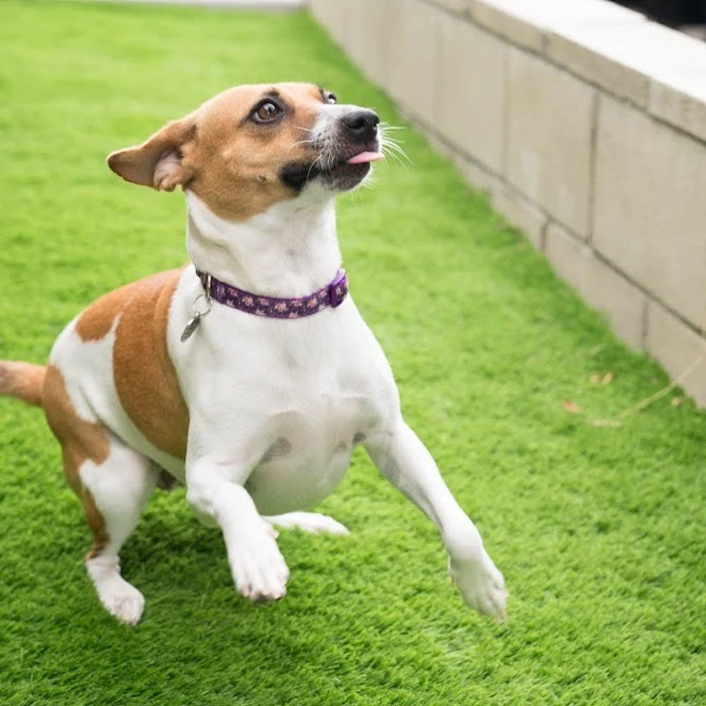 A small white and brown dog leaping with its tongue sticking out.