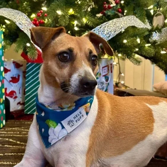 A white and brown dog wears a teal bandana with watercolor flowers printed on it.