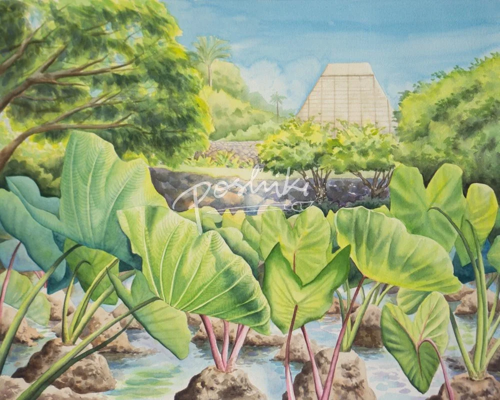 A watercolor painting of mature kalo (taro) plants in a loi at the University of Hawaii at Manoa.