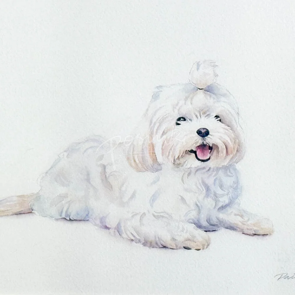 A watercolor pet portrait of a happy Maltese dog.
