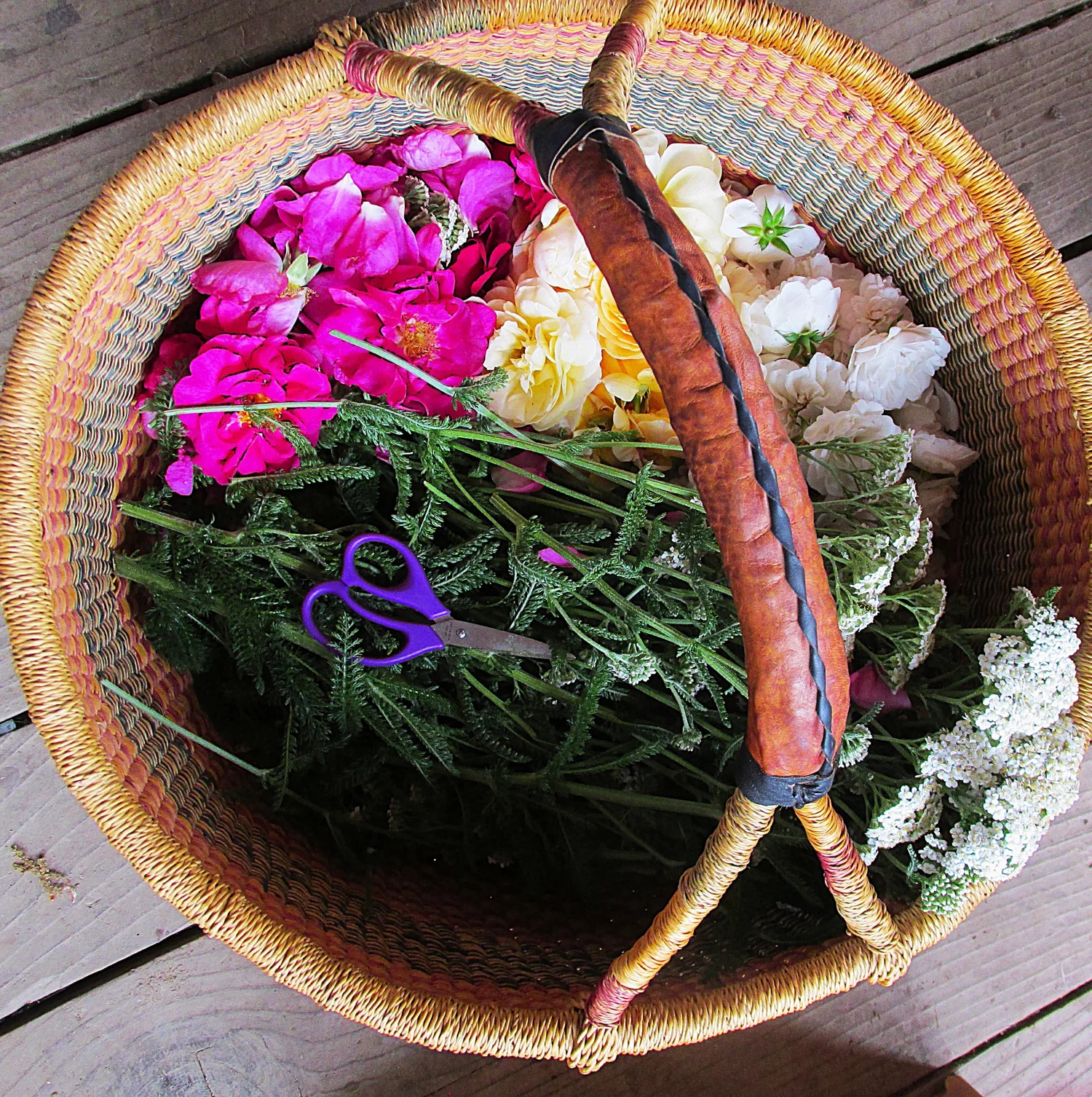 Misty Mountain Thyme