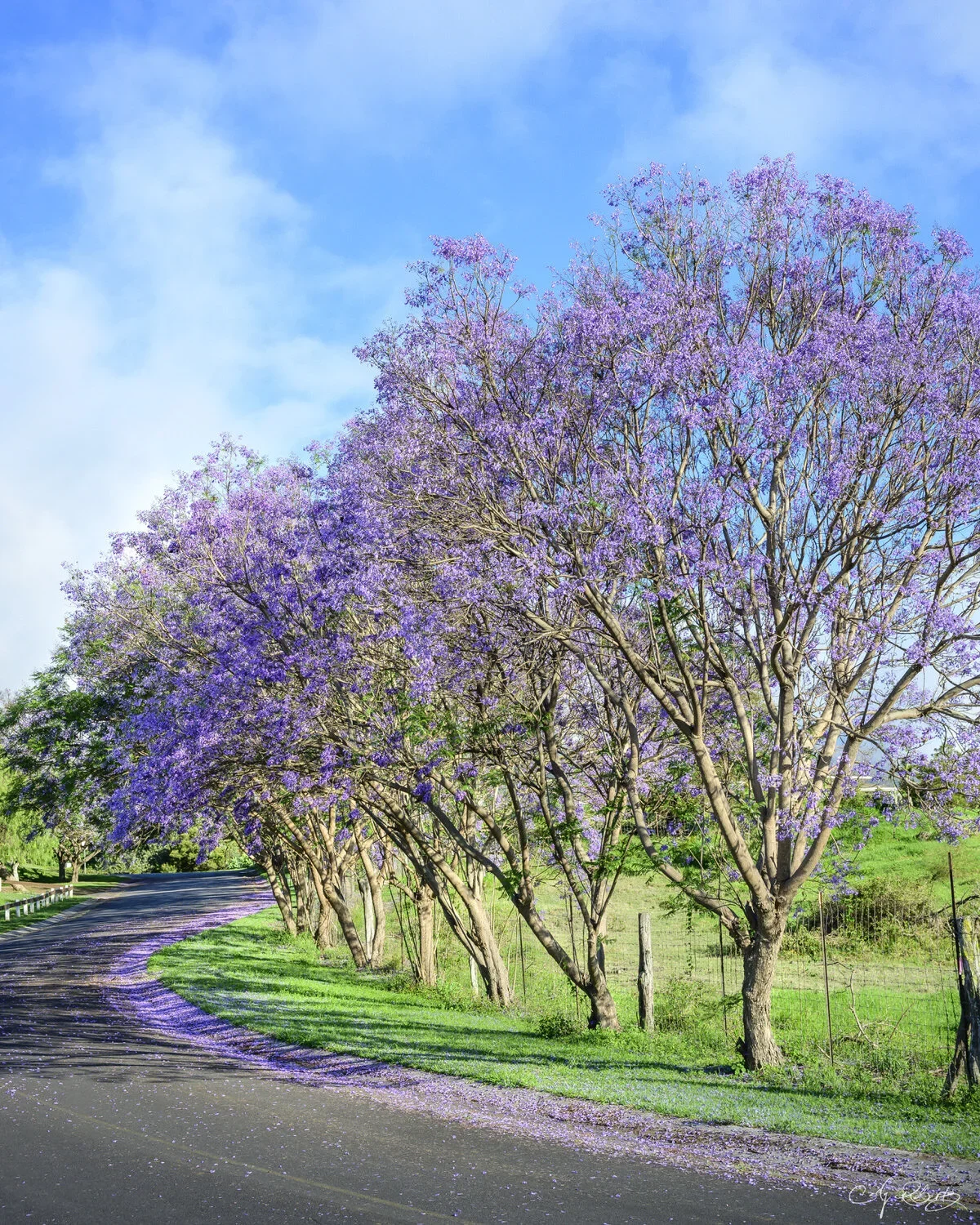 Maui+Purple+Jacaranda+Trees+-+Cody+Roberts+tif.webp