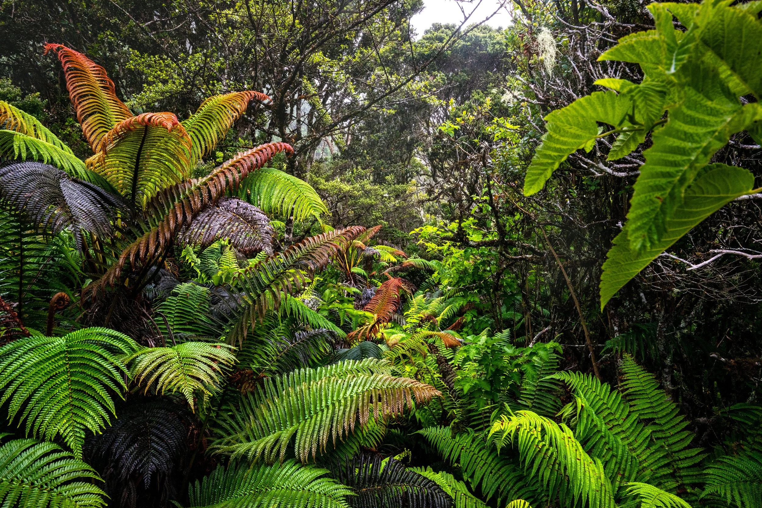 Waikamoi Forest Preserve 2.jpg