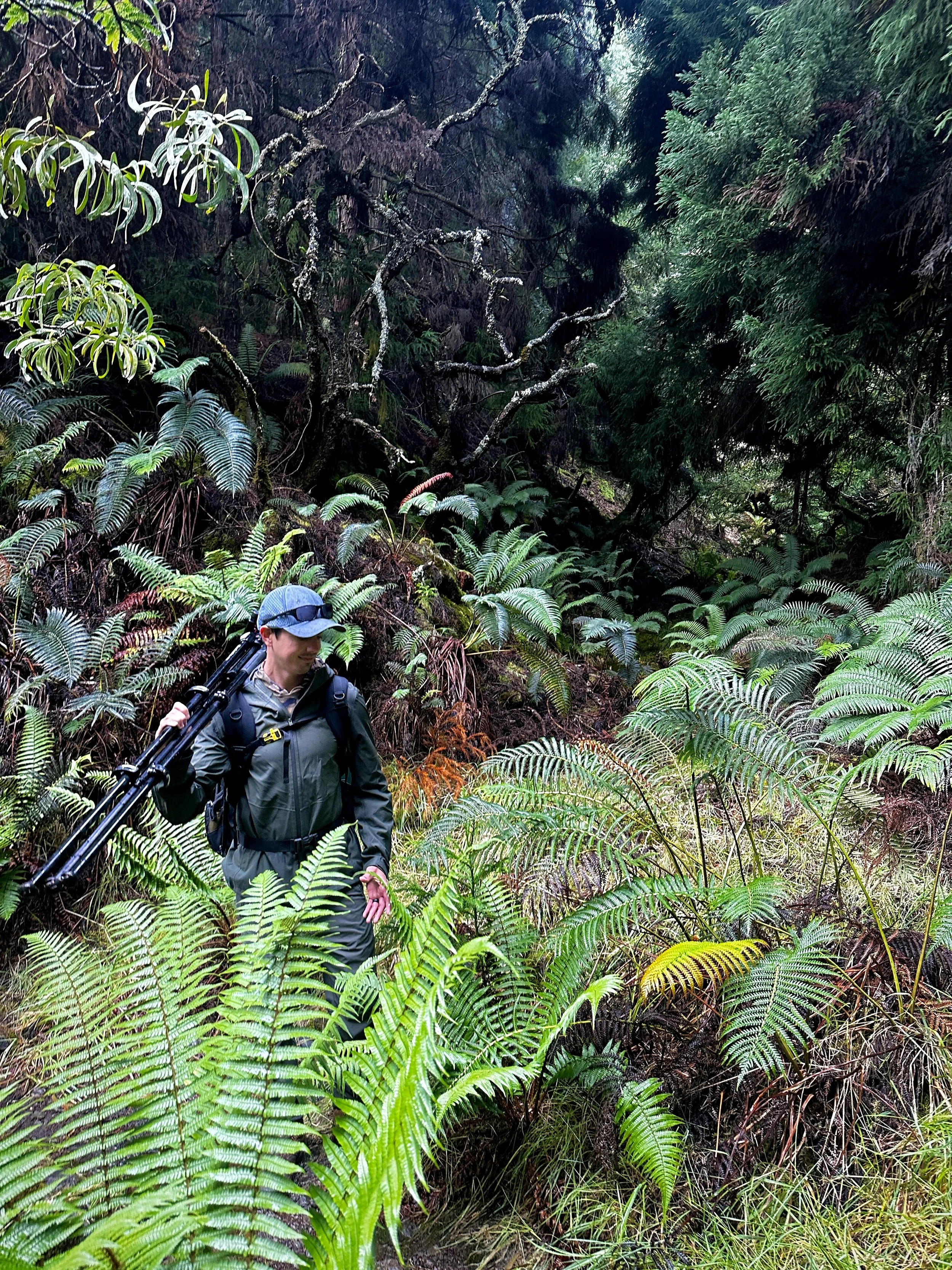 A hiker in outdoor gear walking through a lush, dense forest with tall ferns and trees.