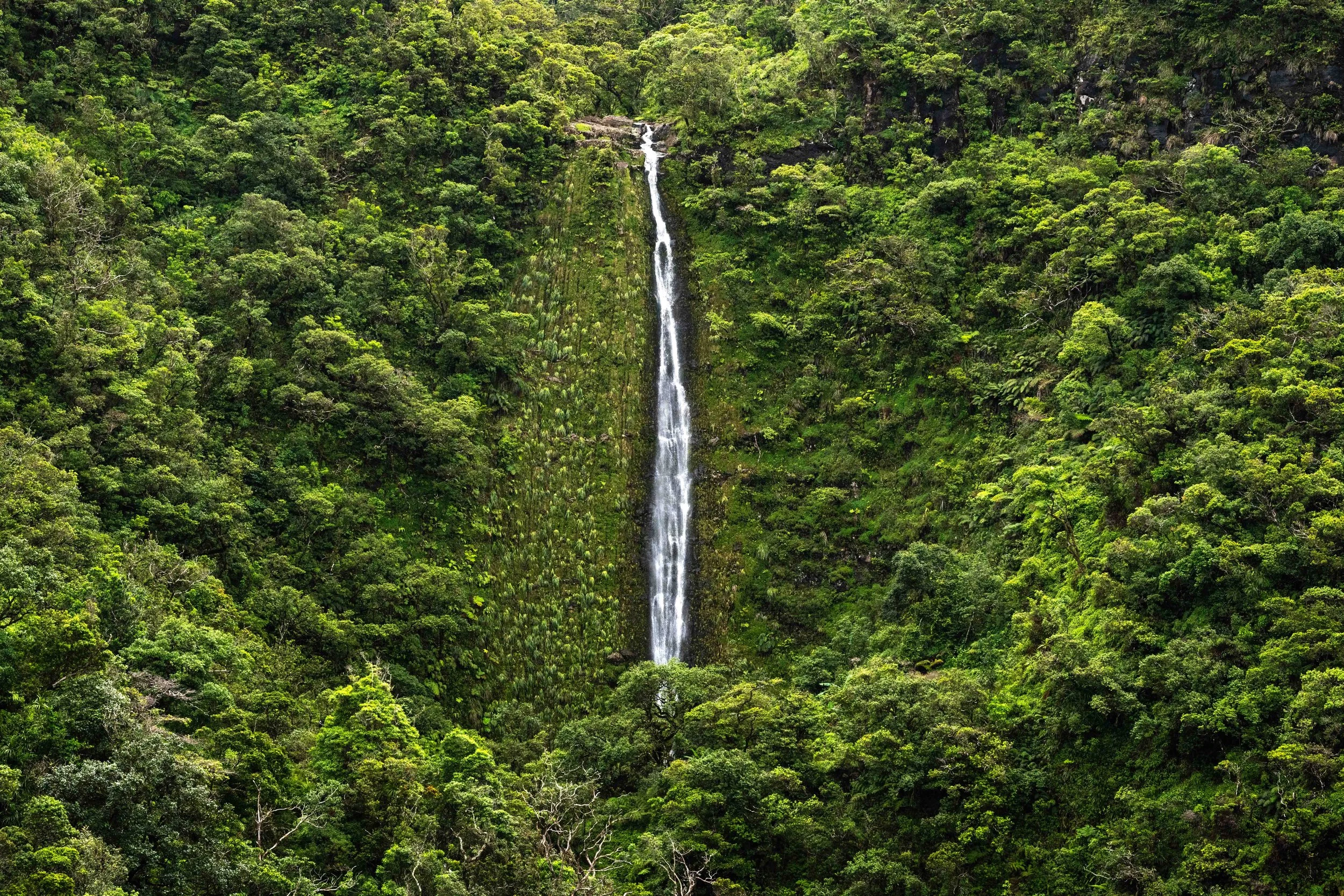 Mauna Kahalawai Watershed-3.jpg