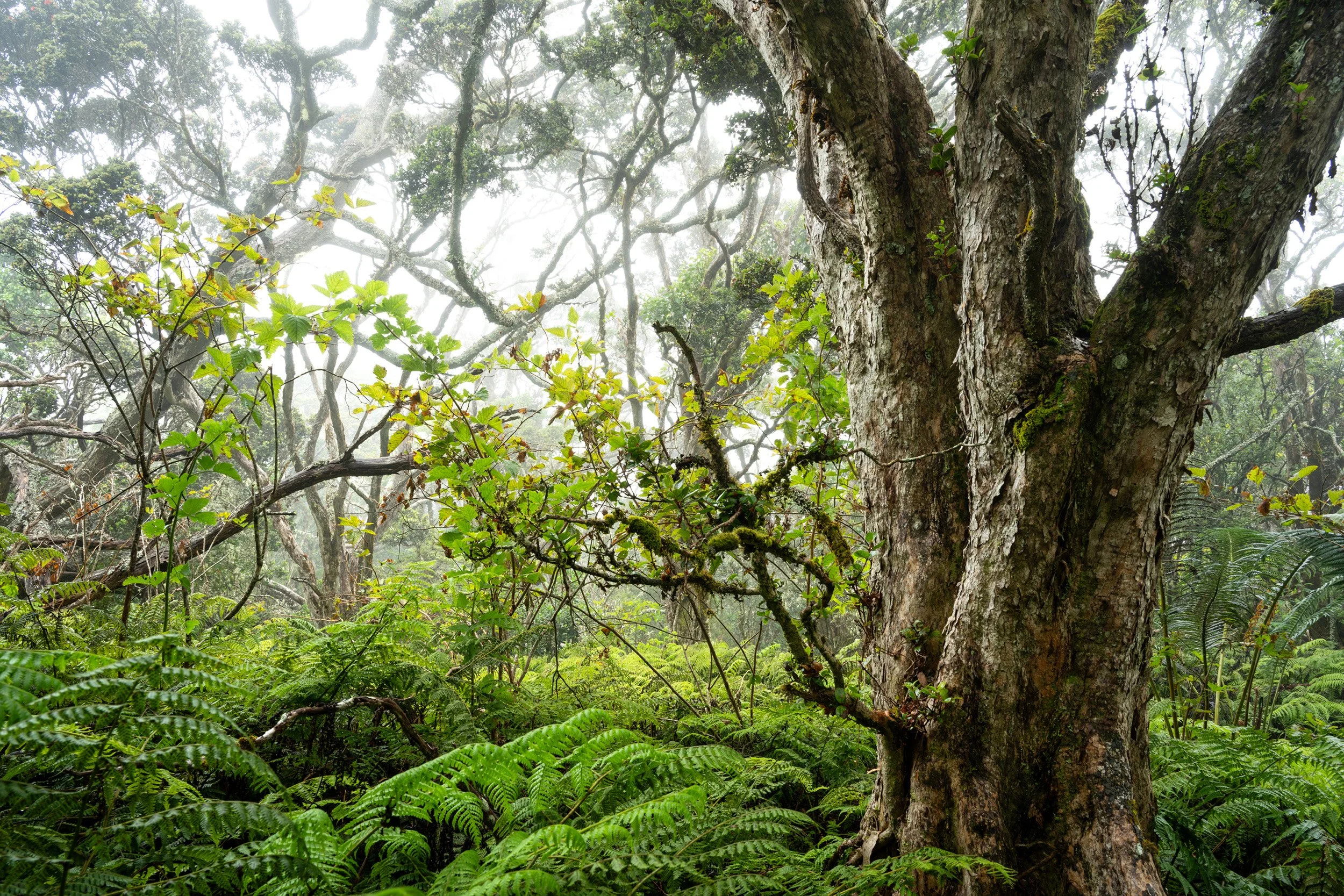 Waikamoi Forest.jpg