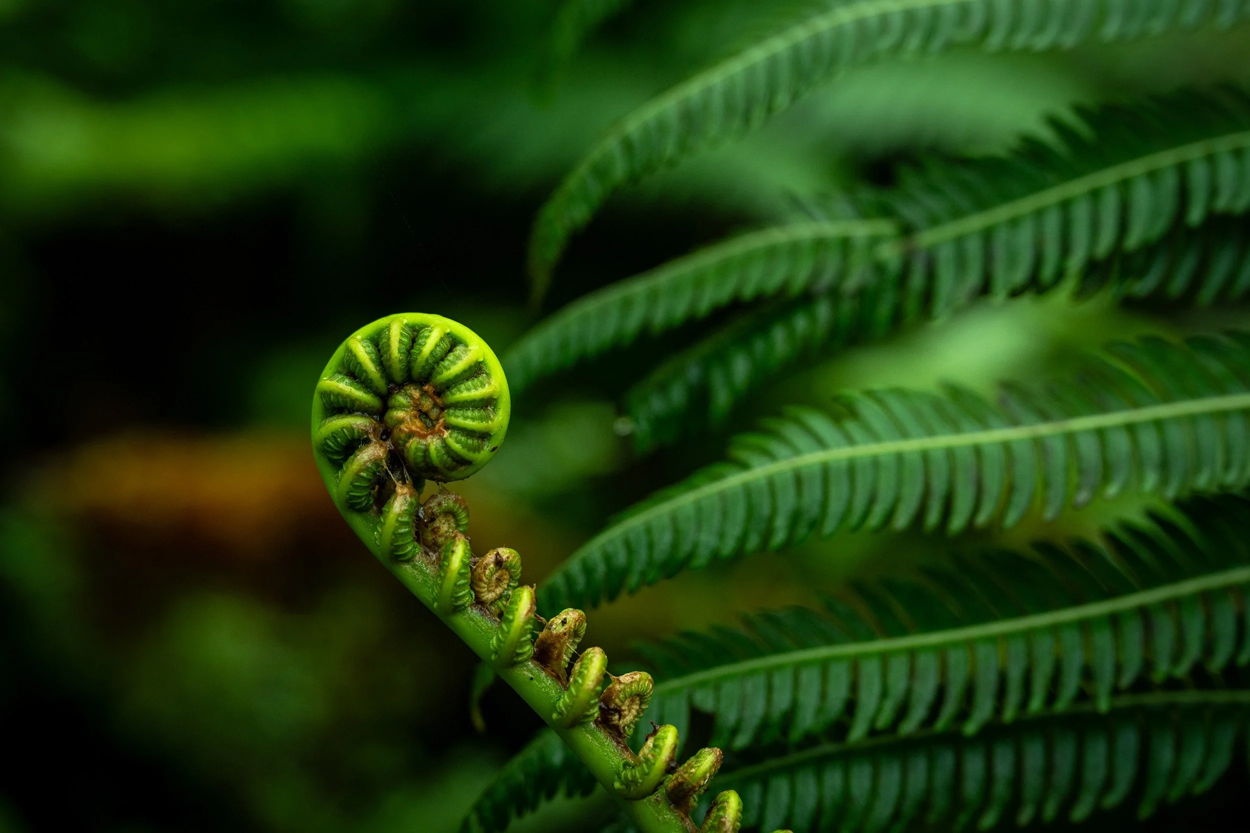Waikamoi Forest Ferns.jpg