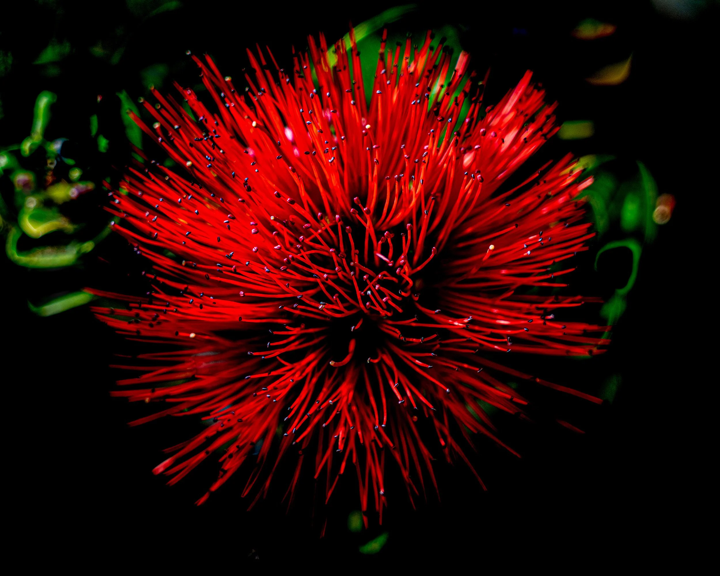 Save Ohia.jpg