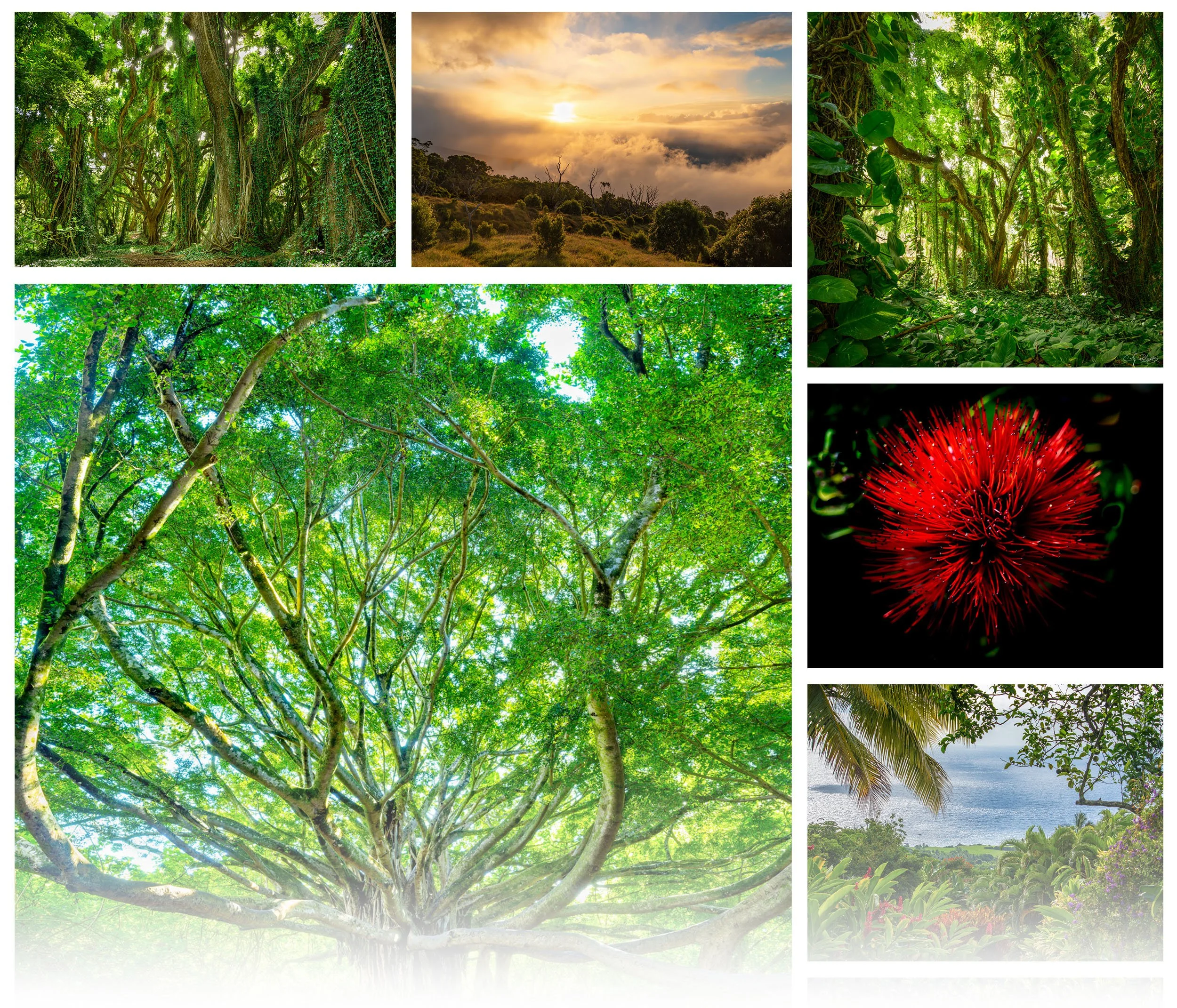 A Hawaii nature photography collection featuring lush green forests, a sunset sky, a vibrant red lehua flower, and dense jungle foliage.