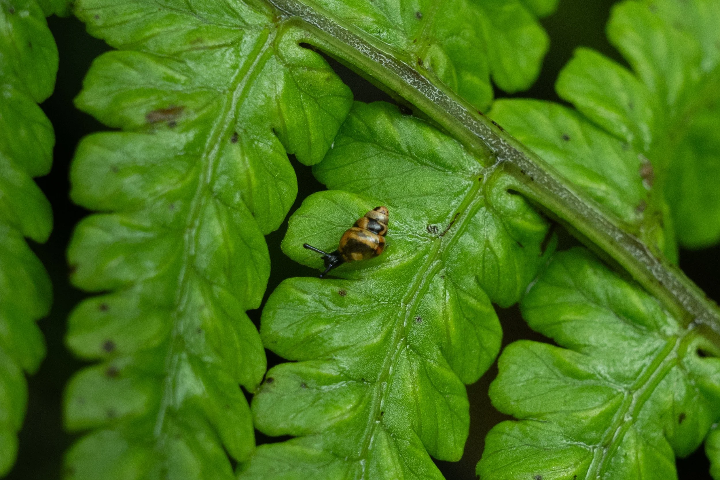 Kahuli Snail - Waikamoi Preserve.jpg